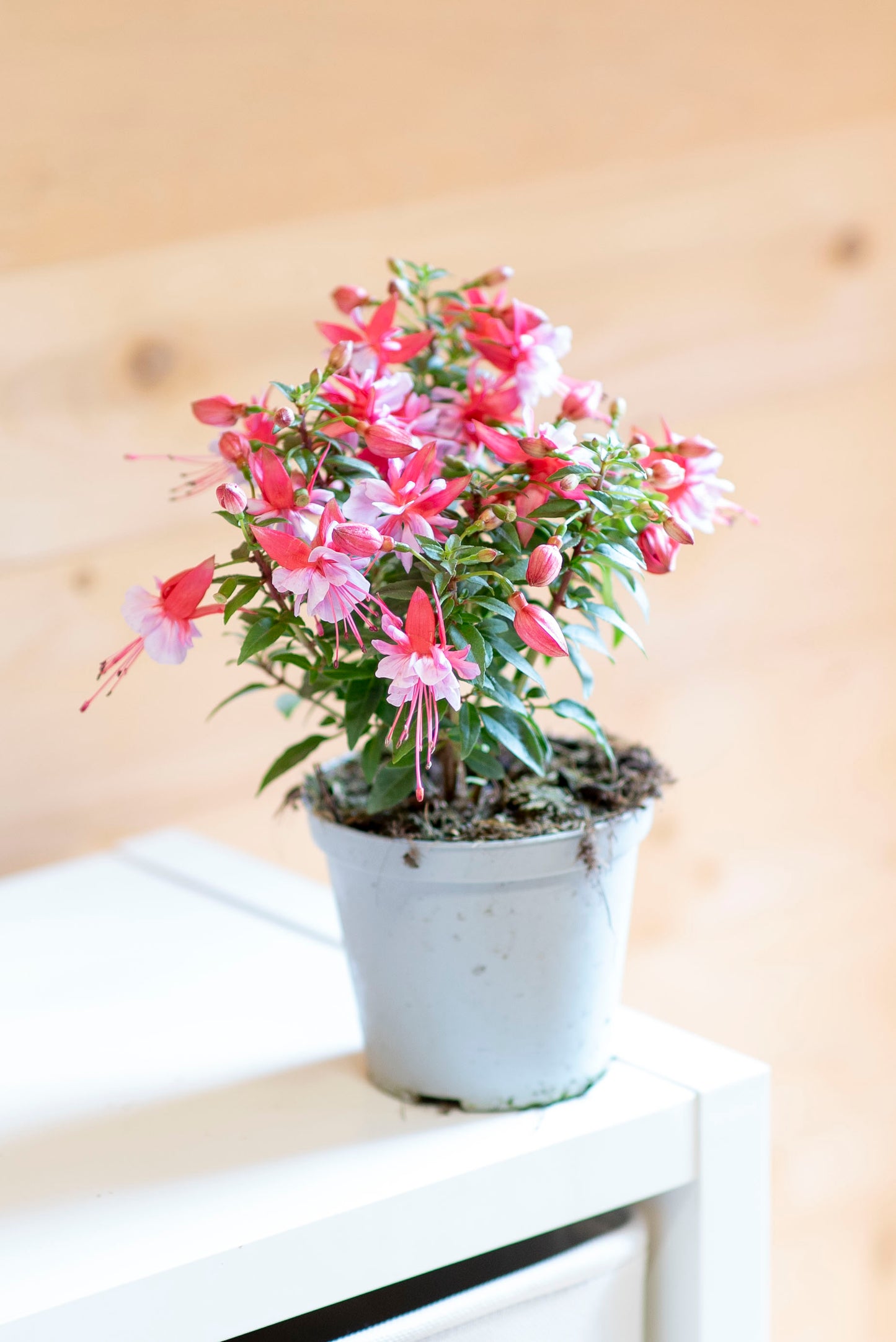 Fucsia (Fuchsia)