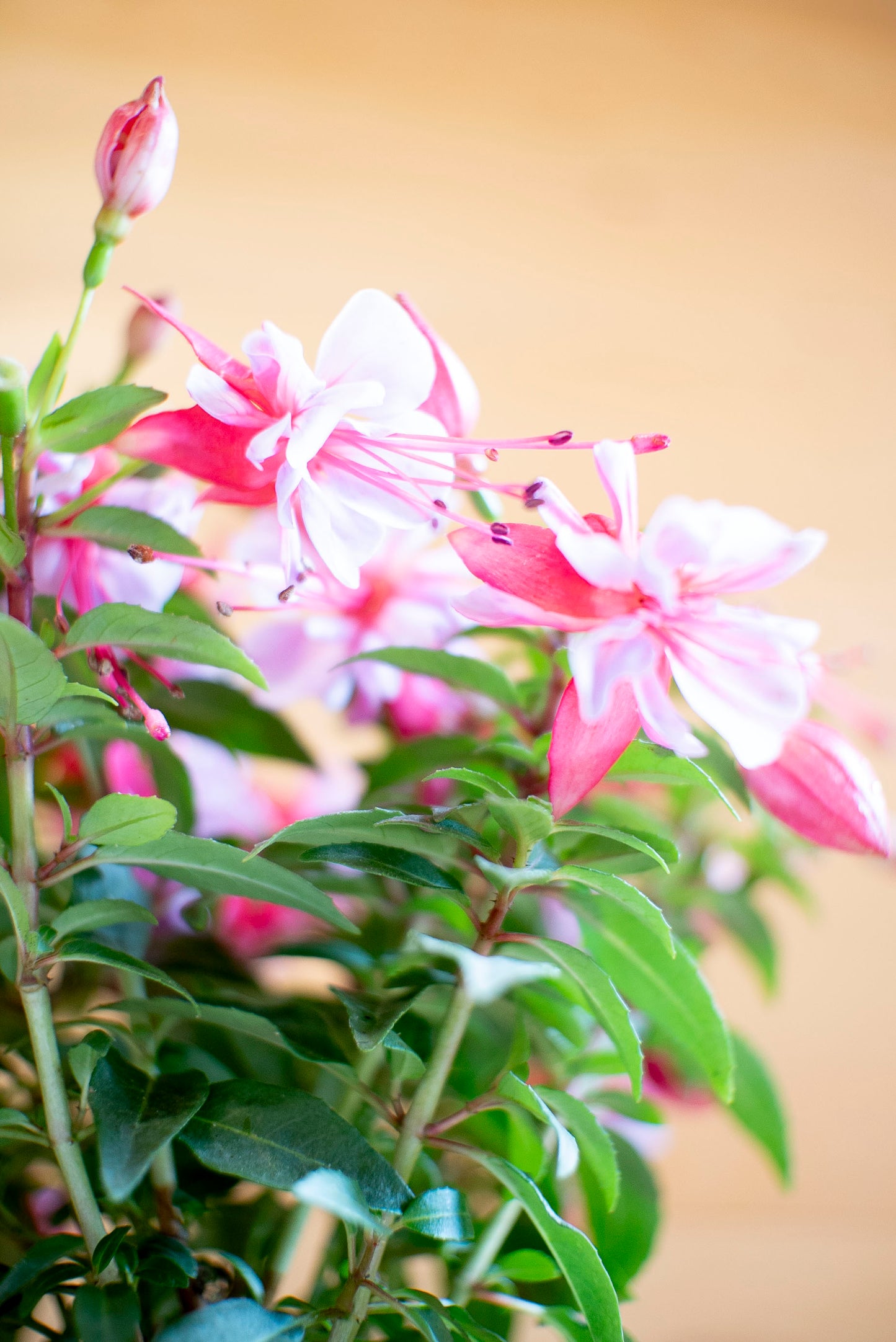 Fucsia (Fuchsia)