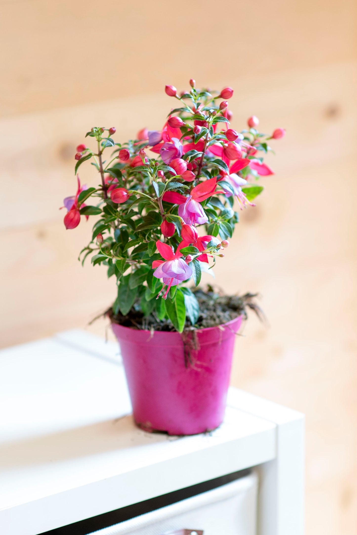 Fucsia (Fuchsia)