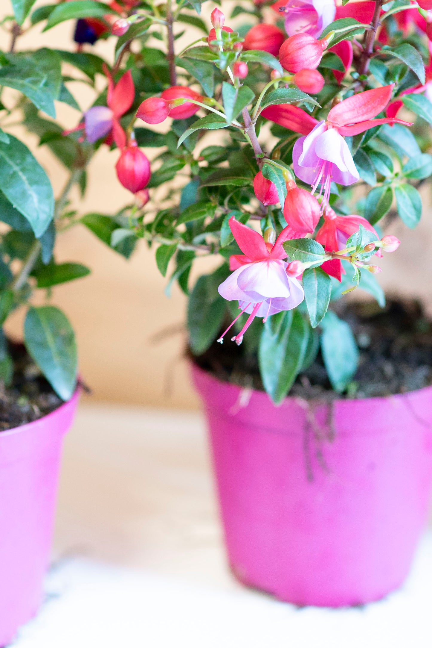 Fucsia (Fuchsia)