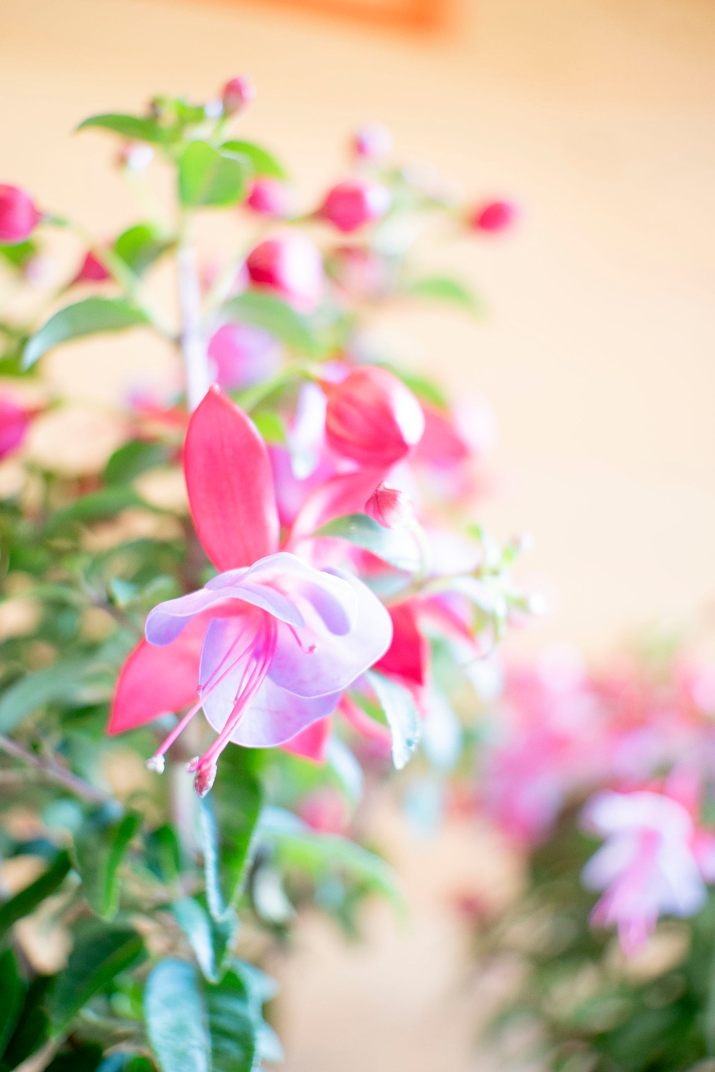 Fucsia (Fuchsia)