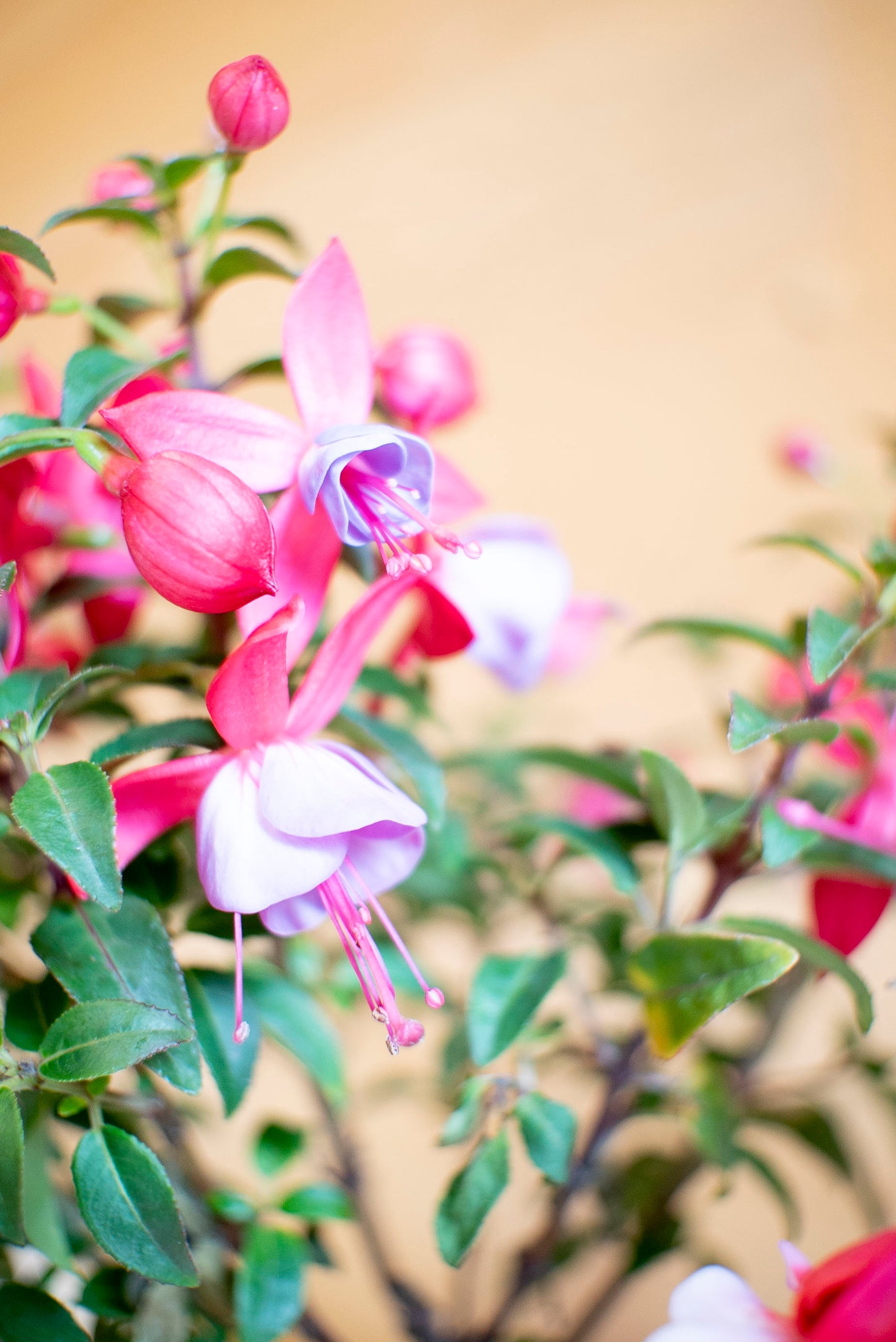 Fucsia (Fuchsia)