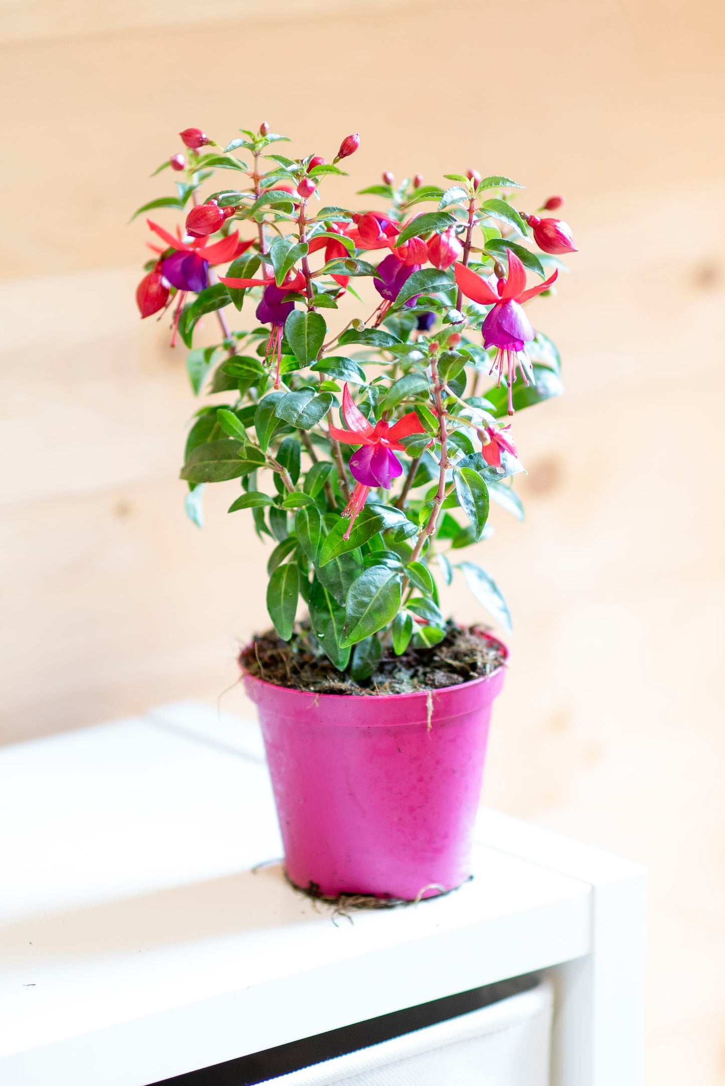 Fucsia (Fuchsia)