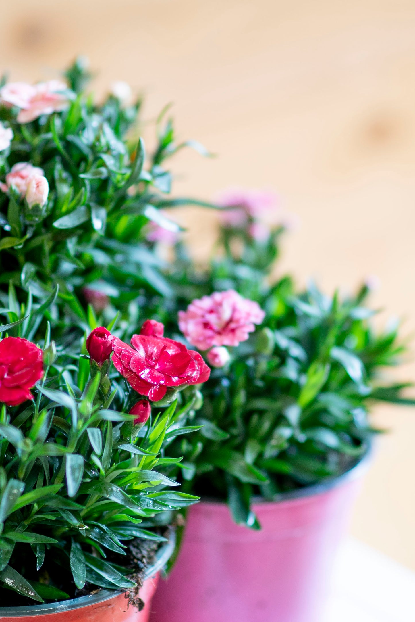 Garofanino (Dianthus spp.)
