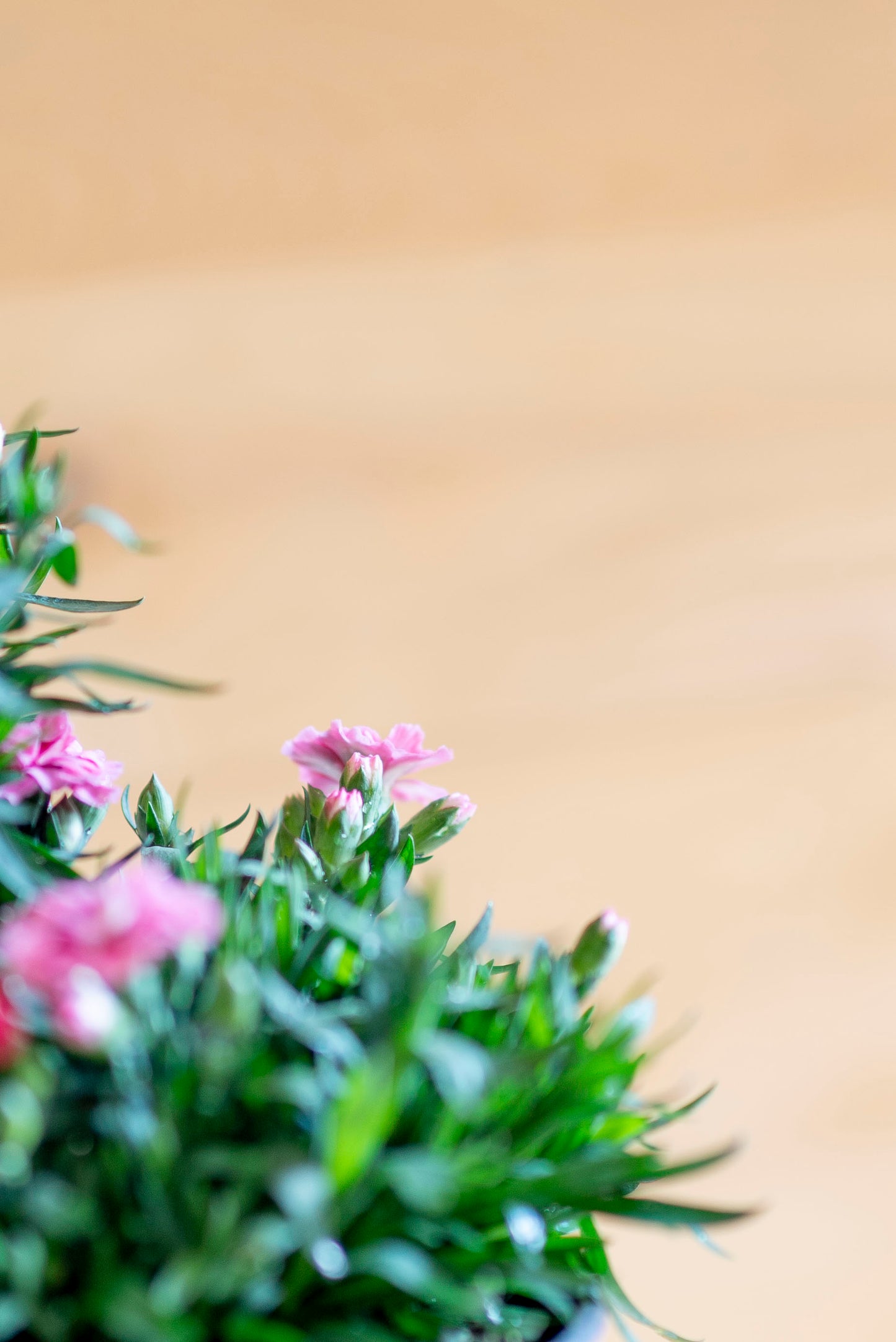 Garofanino (Dianthus spp.)