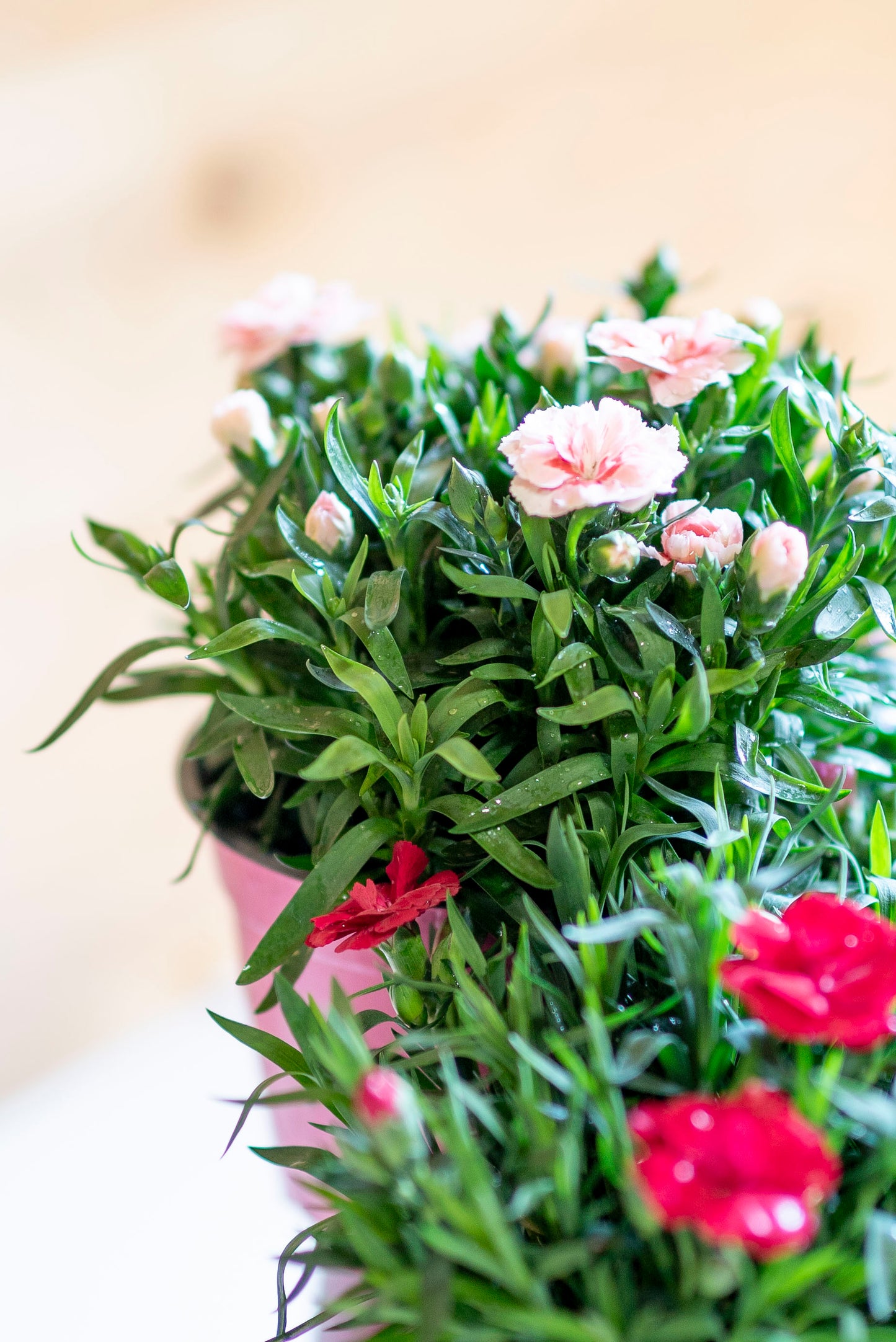 Garofanino (Dianthus spp.)