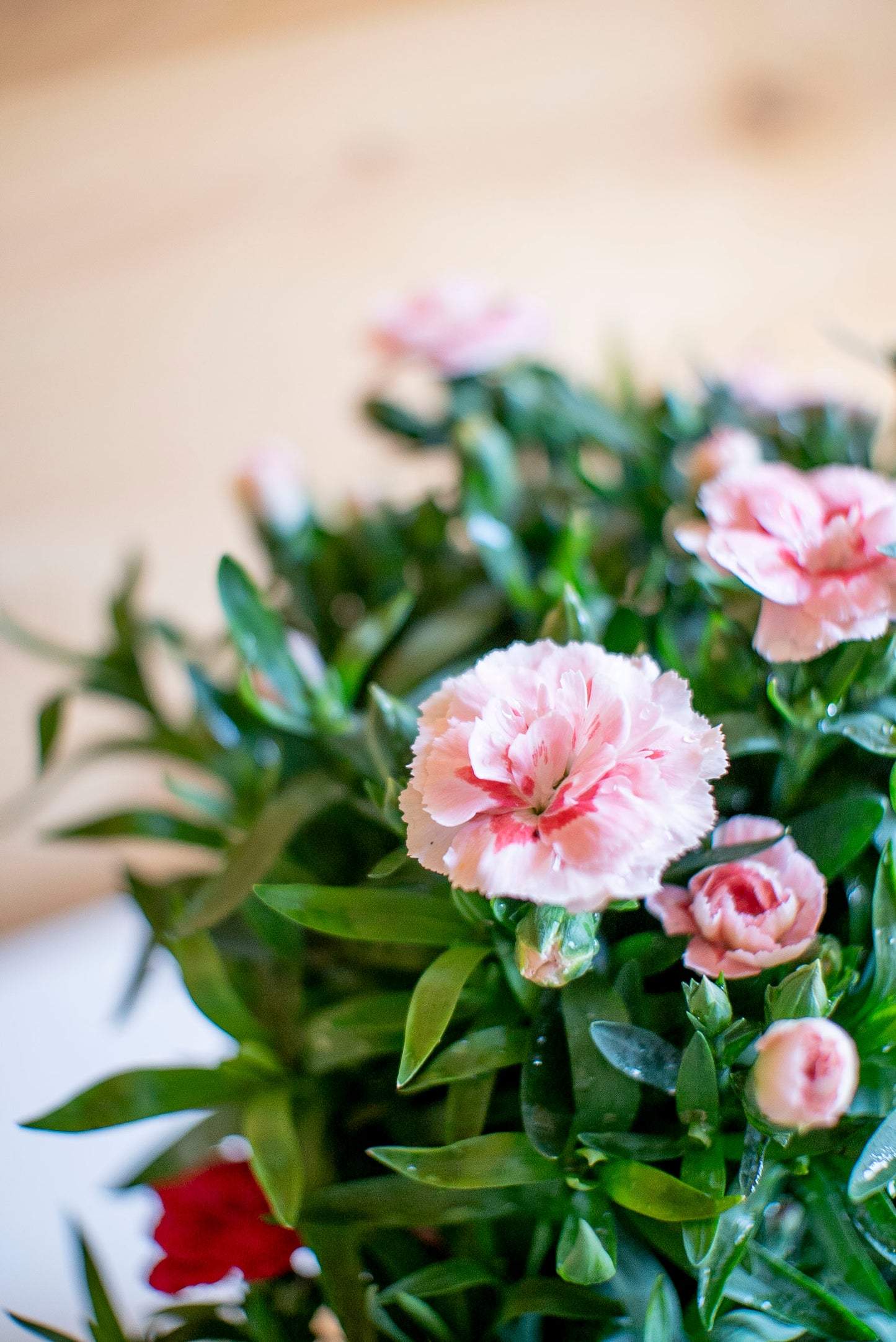 Garofanino (Dianthus spp.)