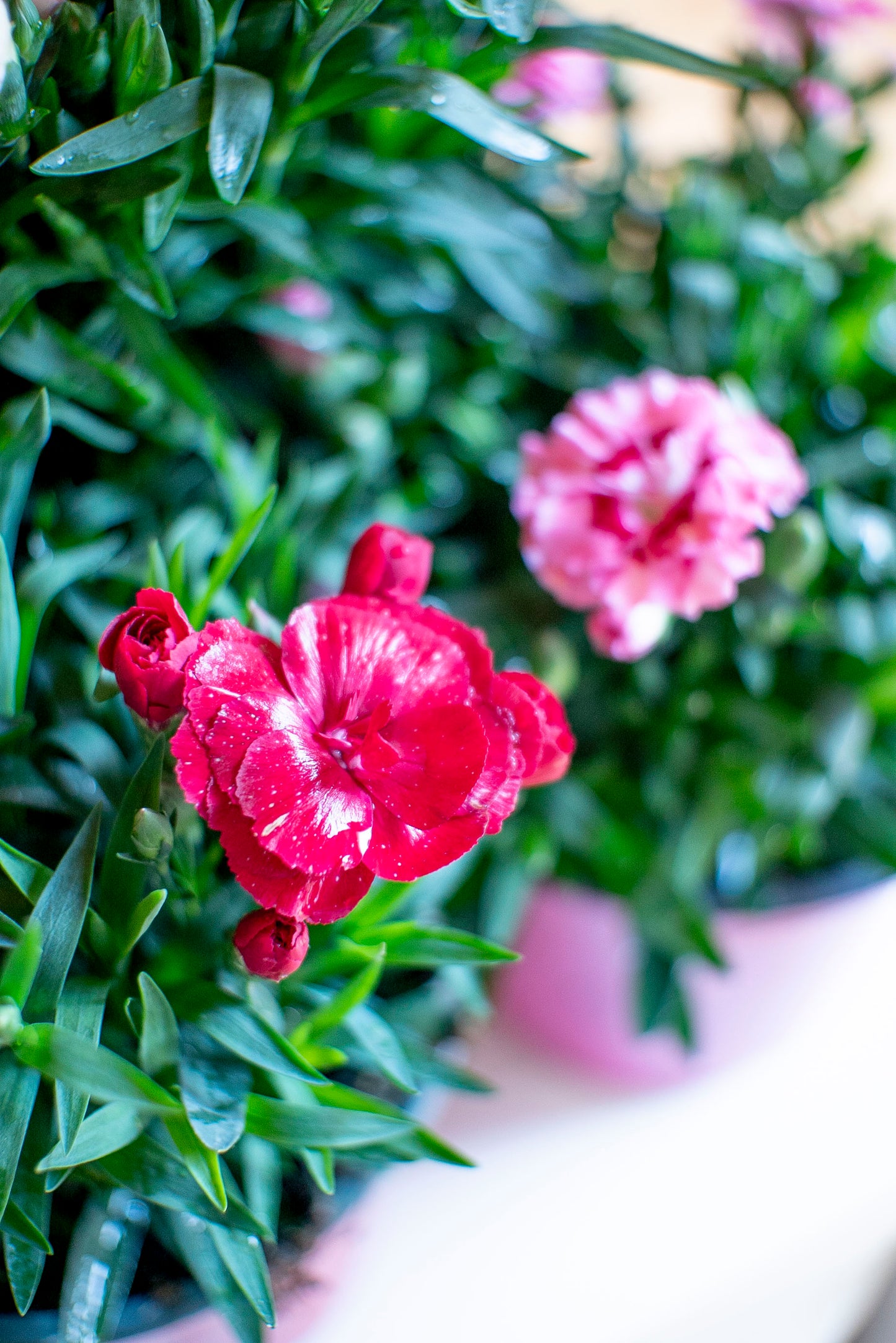 Garofanino (Dianthus spp.)
