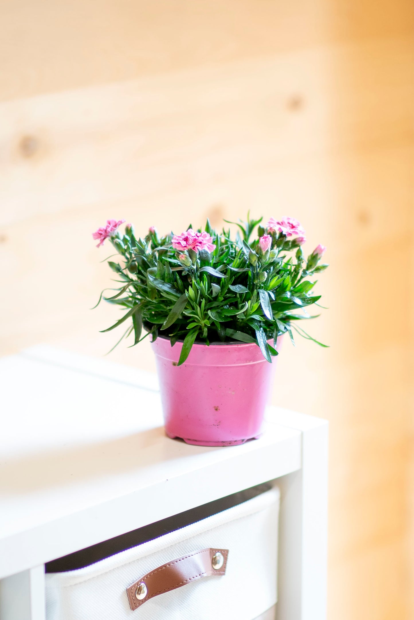 Garofanino (Dianthus spp.)