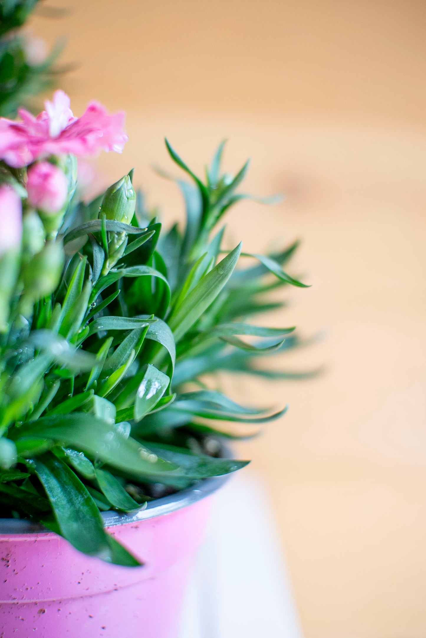 Garofanino (Dianthus spp.)