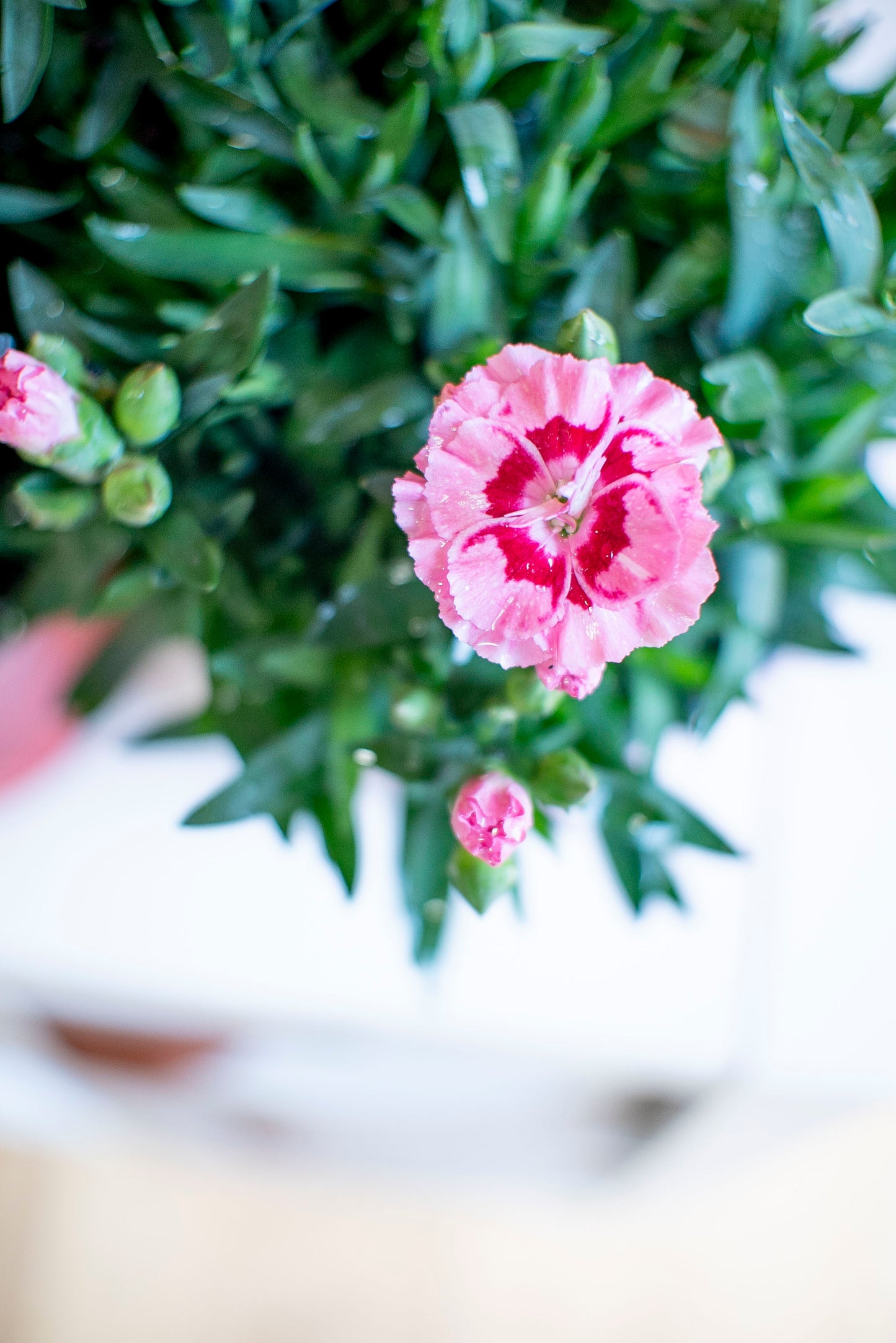 Garofanino (Dianthus spp.)