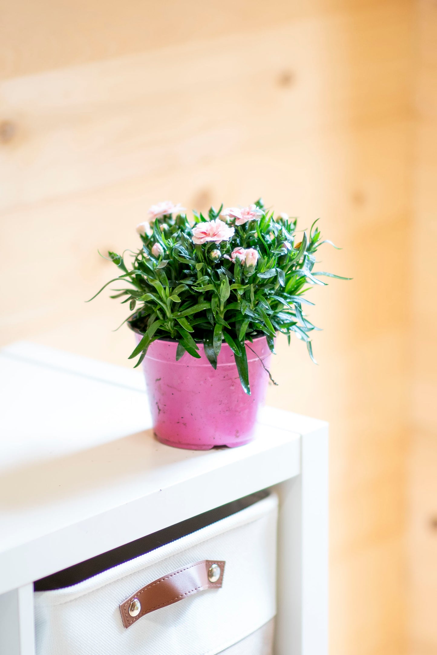 Garofanino (Dianthus spp.)