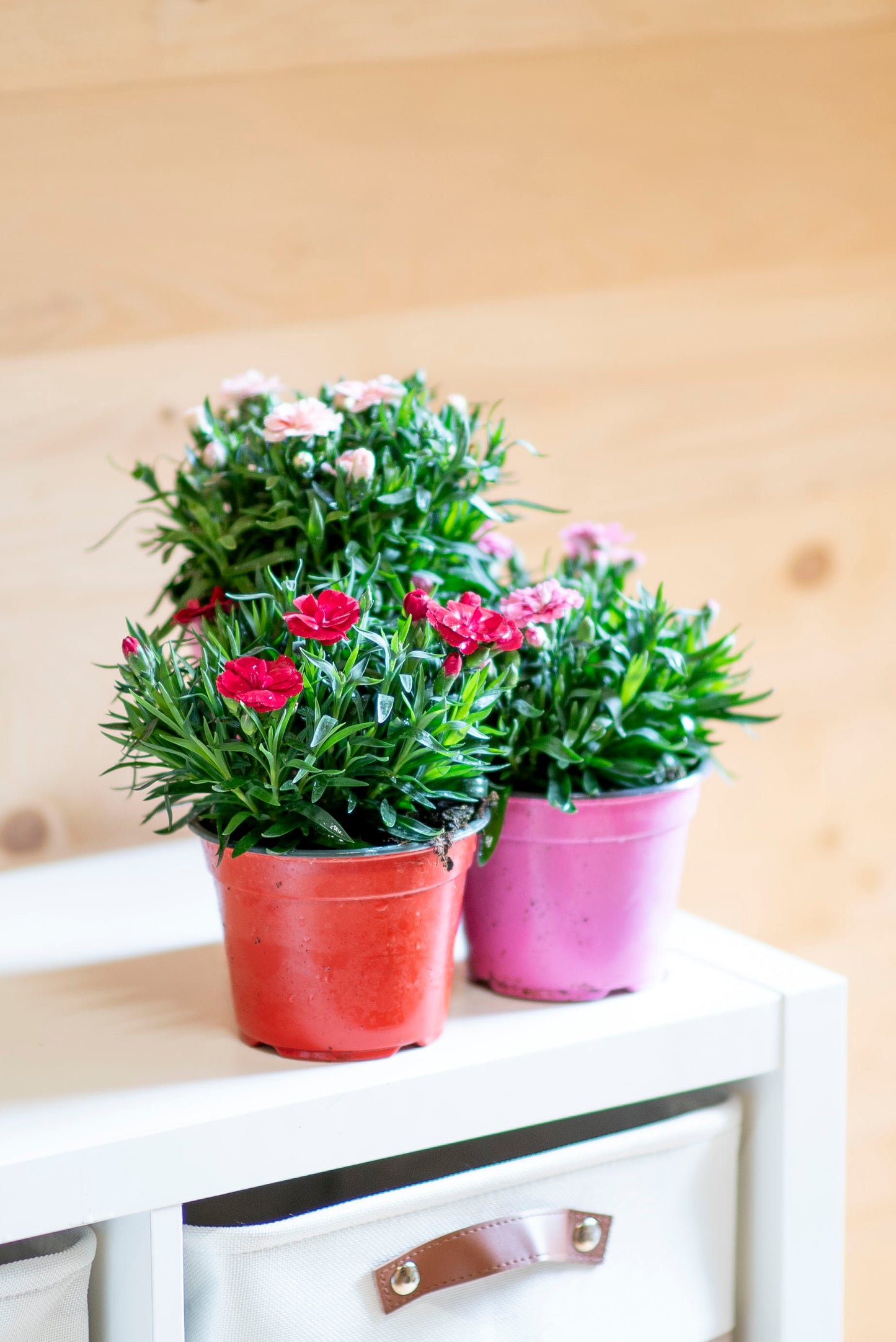 Garofanino (Dianthus spp.)