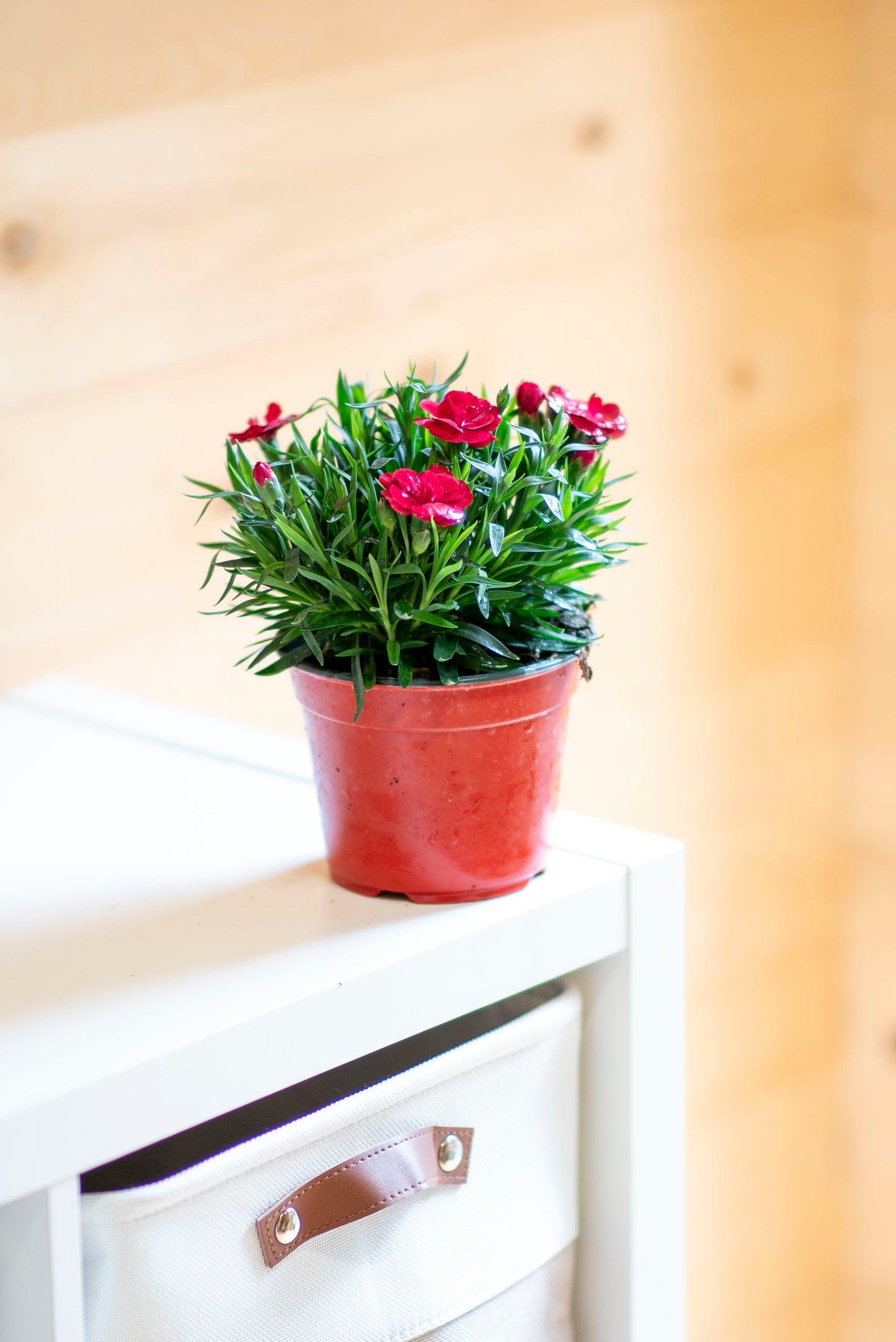 Garofanino (Dianthus spp.)