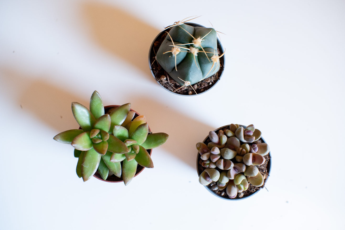 Grasse Mix Vaso