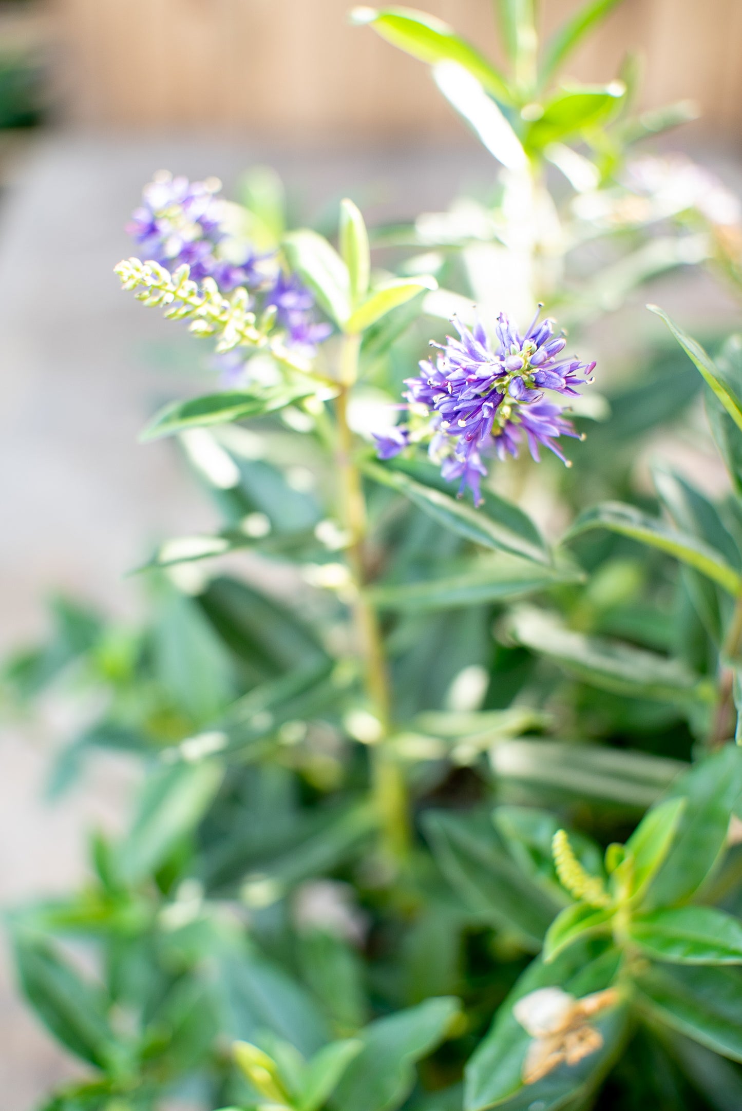 Hebe Veronica