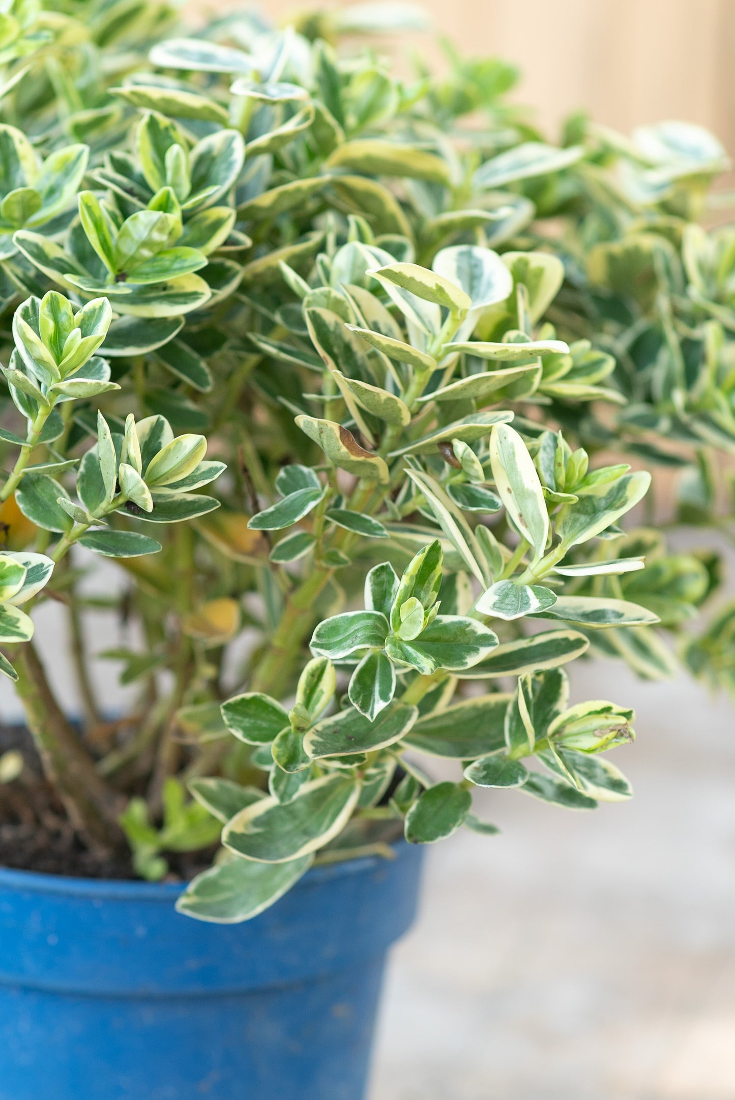 Hebe Variegata