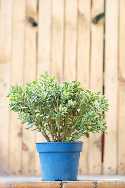 Hebe Variegata