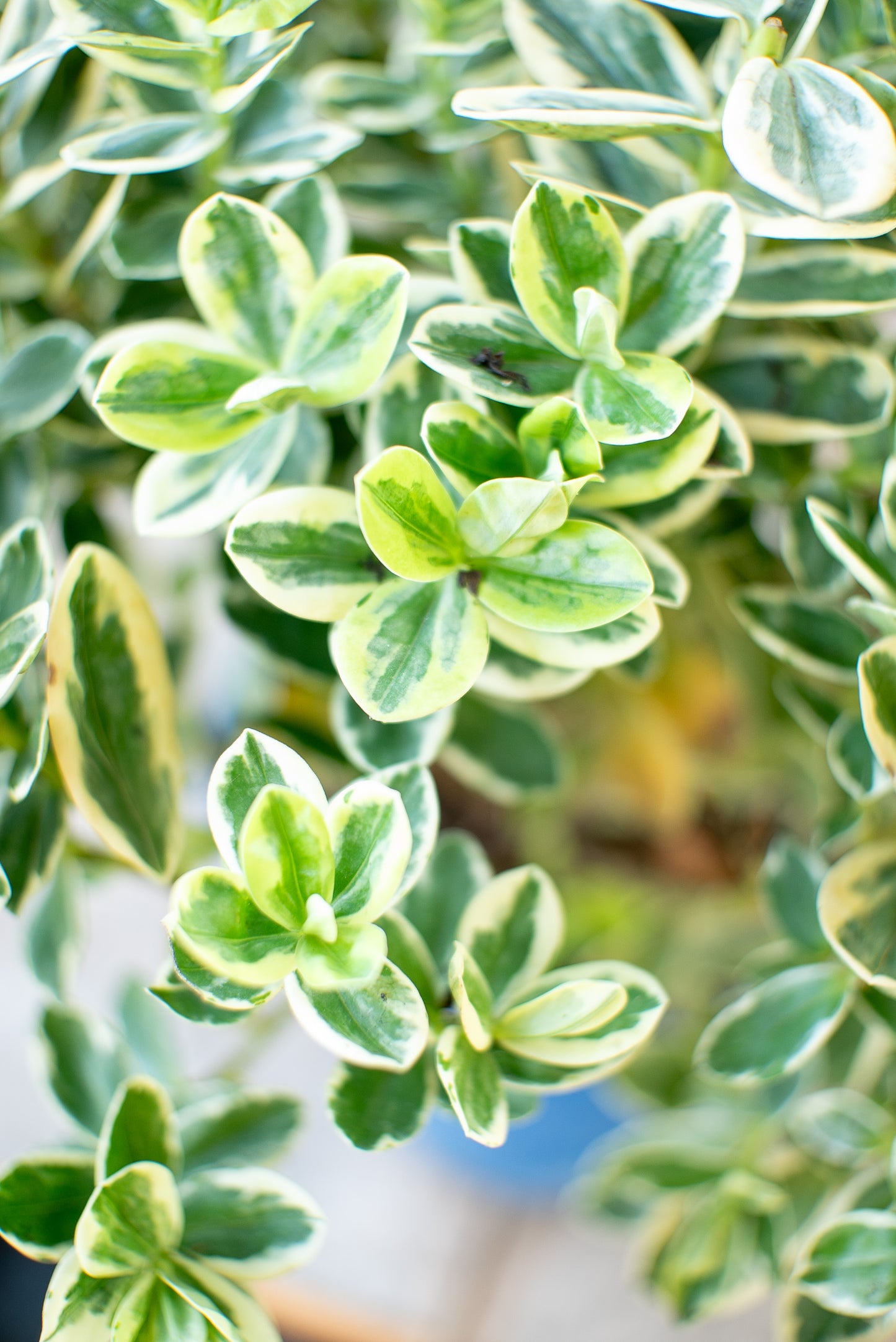 Hebe Variegata