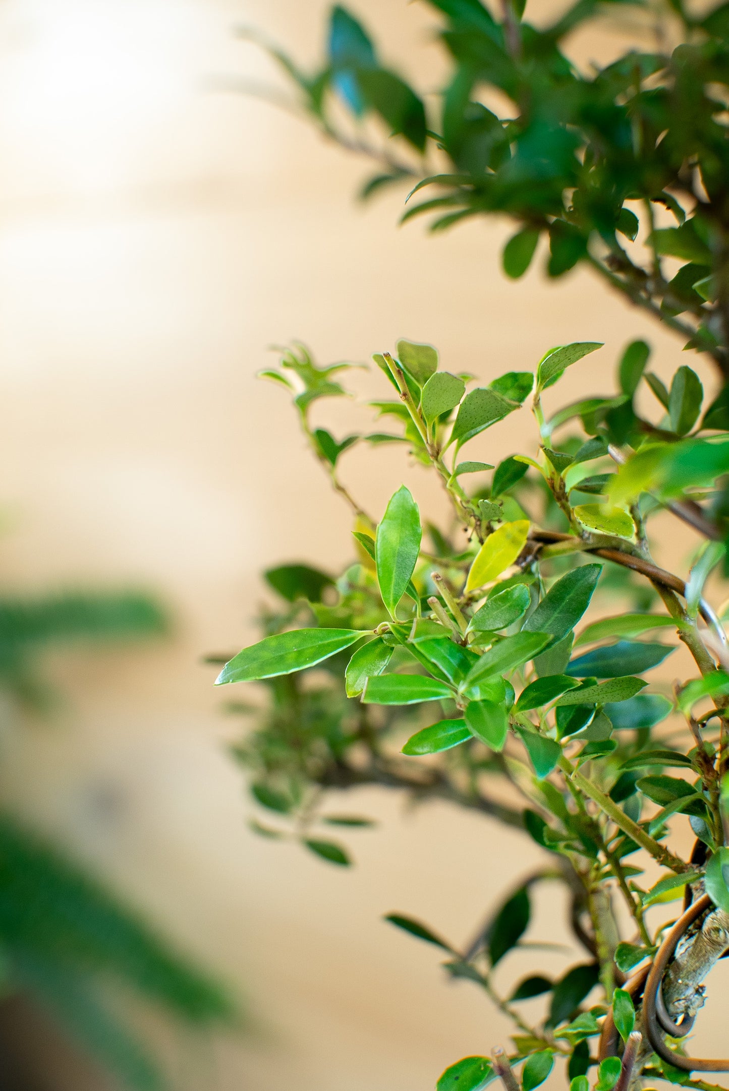 Ilex crenata