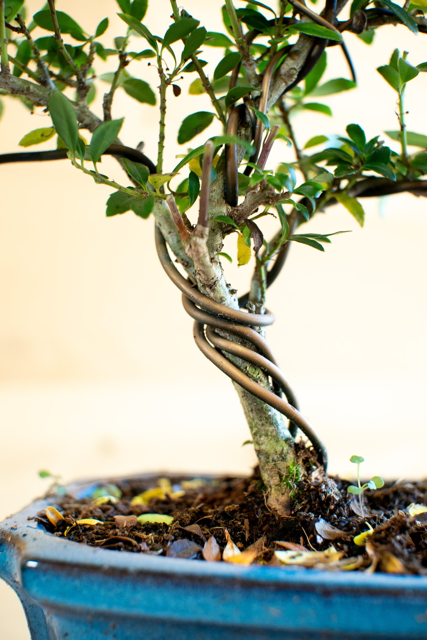 Ilex crenata