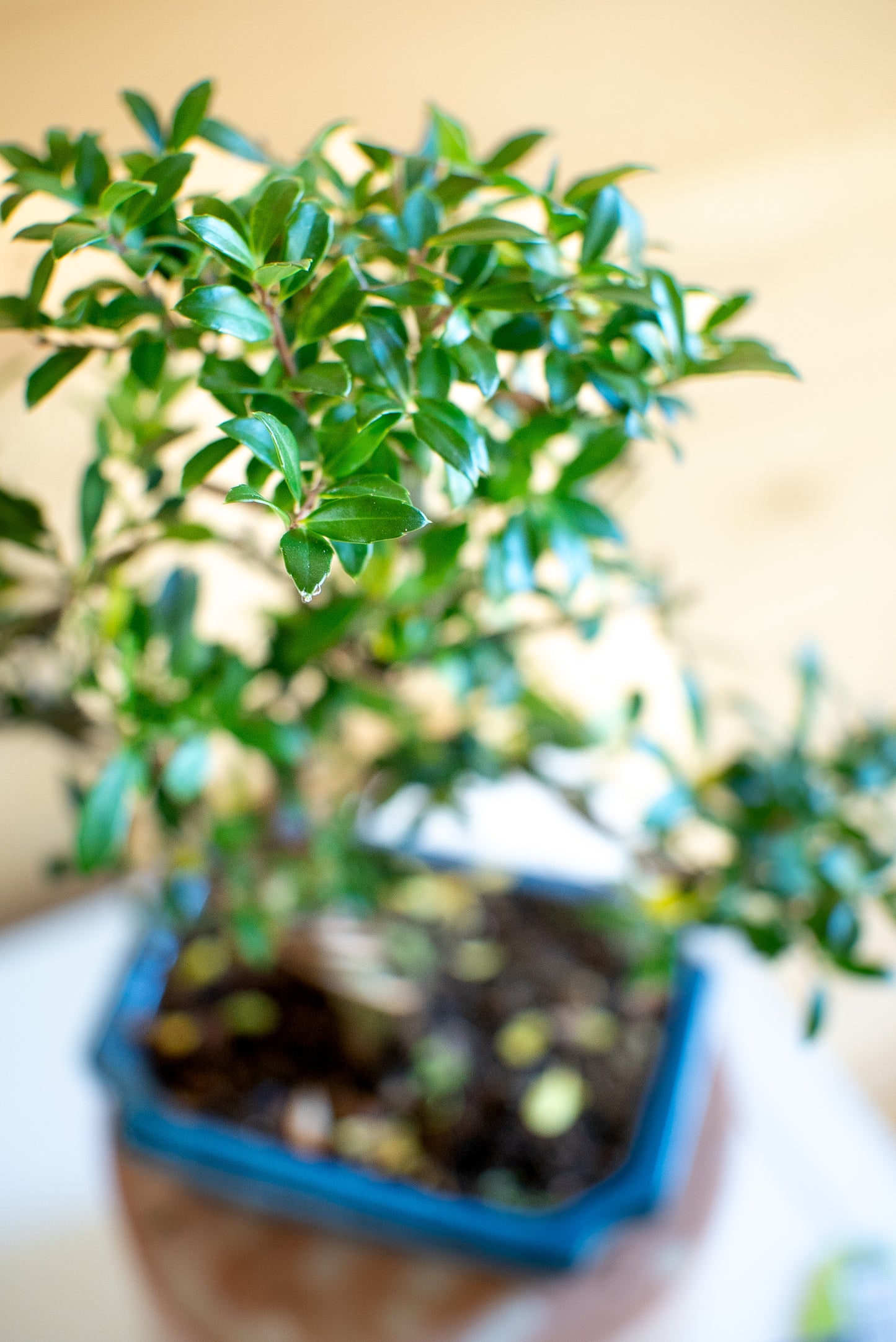 Ilex crenata