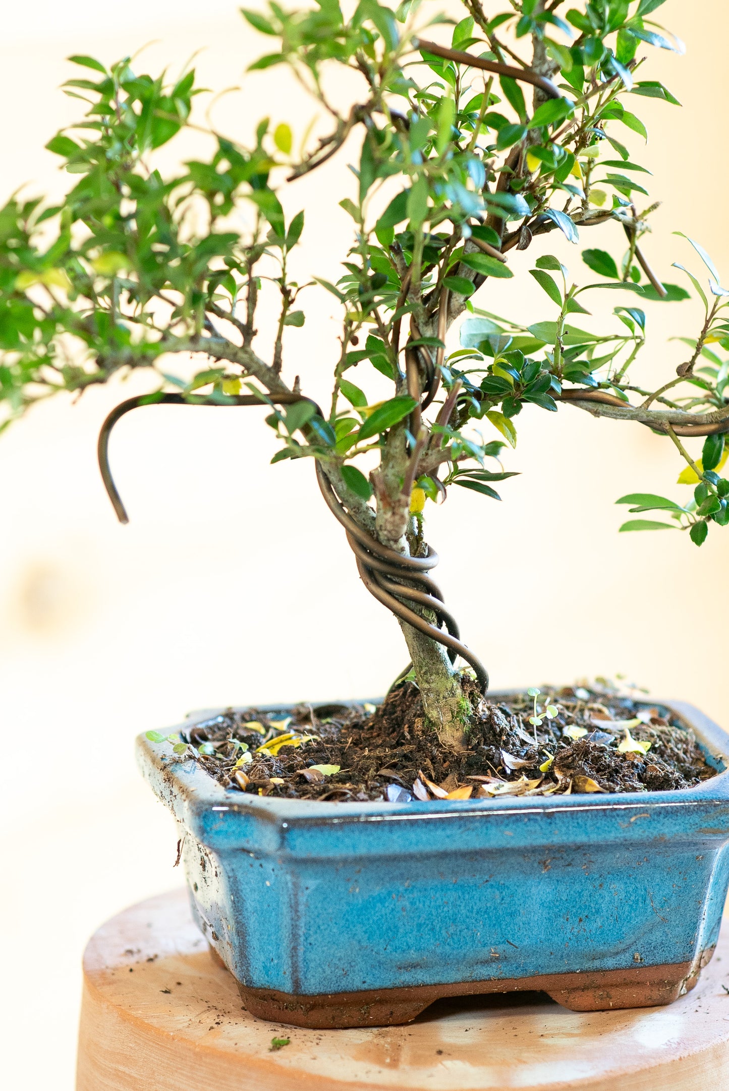 Ilex crenata
