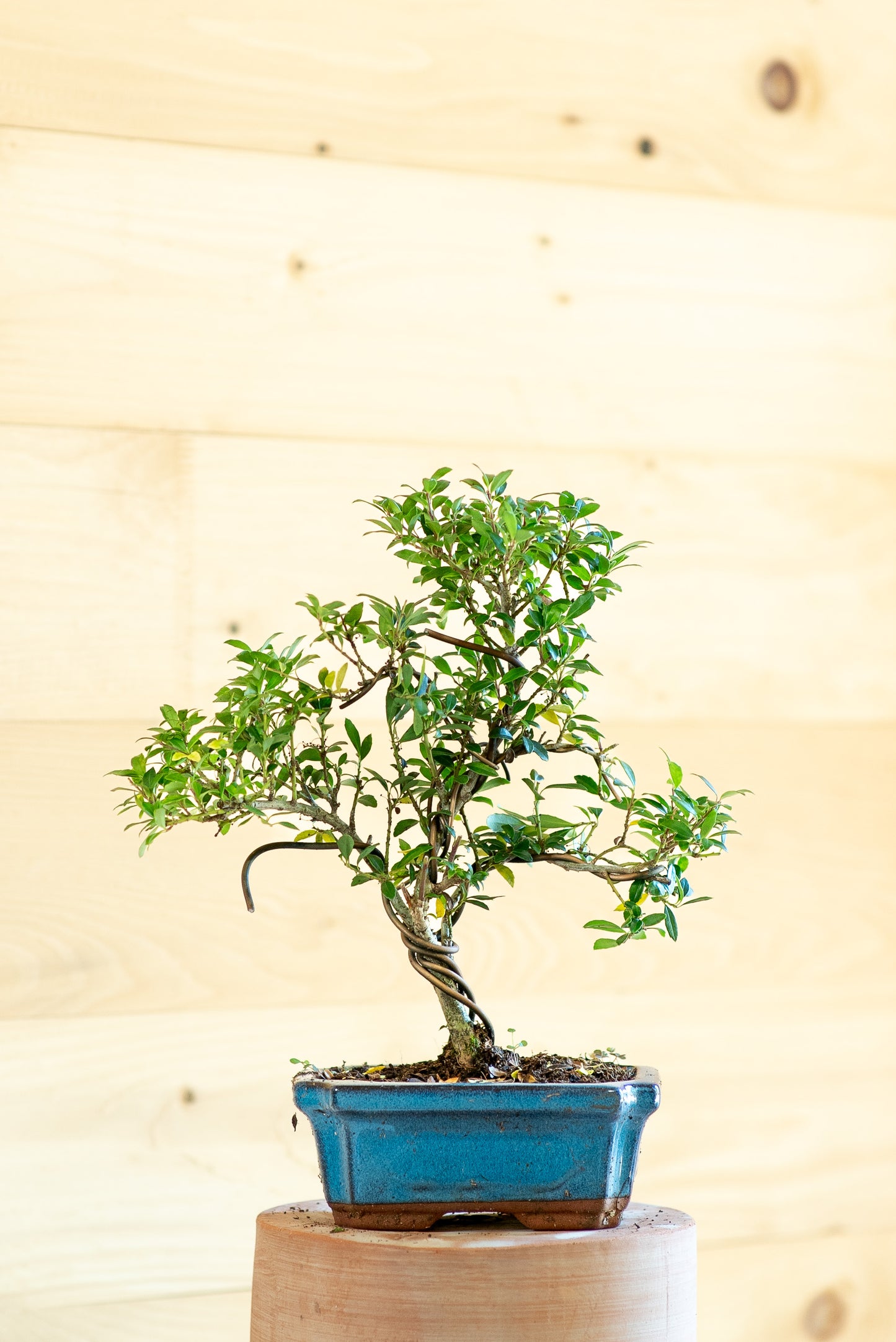Ilex crenata