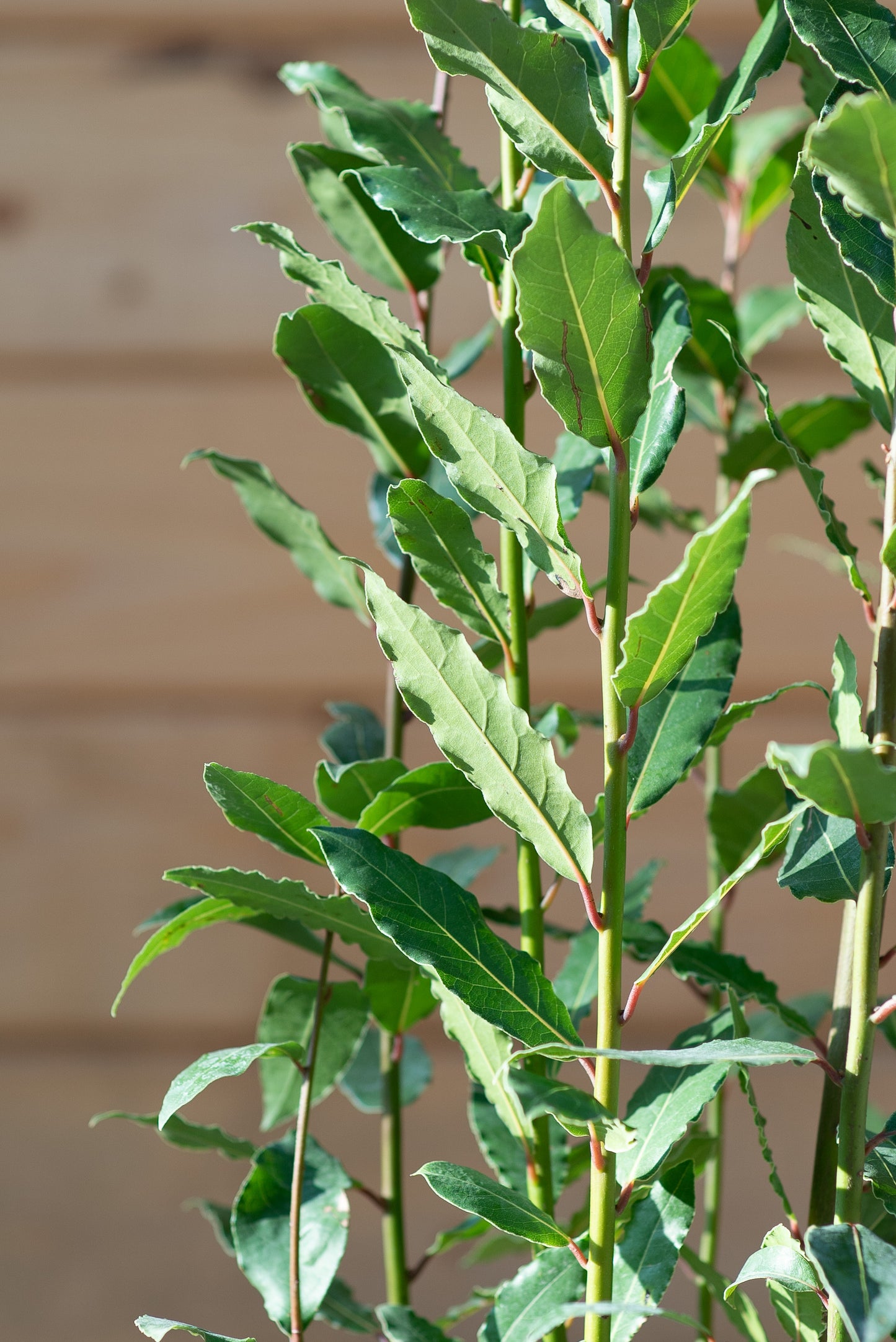 Lauro Nobilis (Alloro)