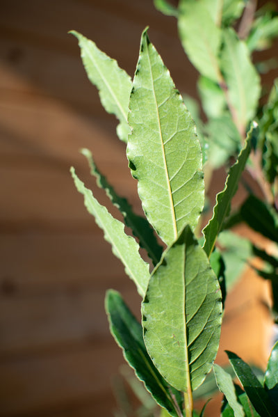 Lauro Nobilis (Alloro)