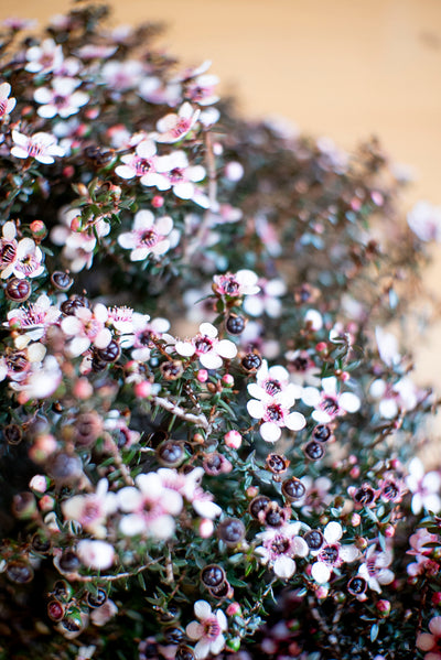 Leptospermum