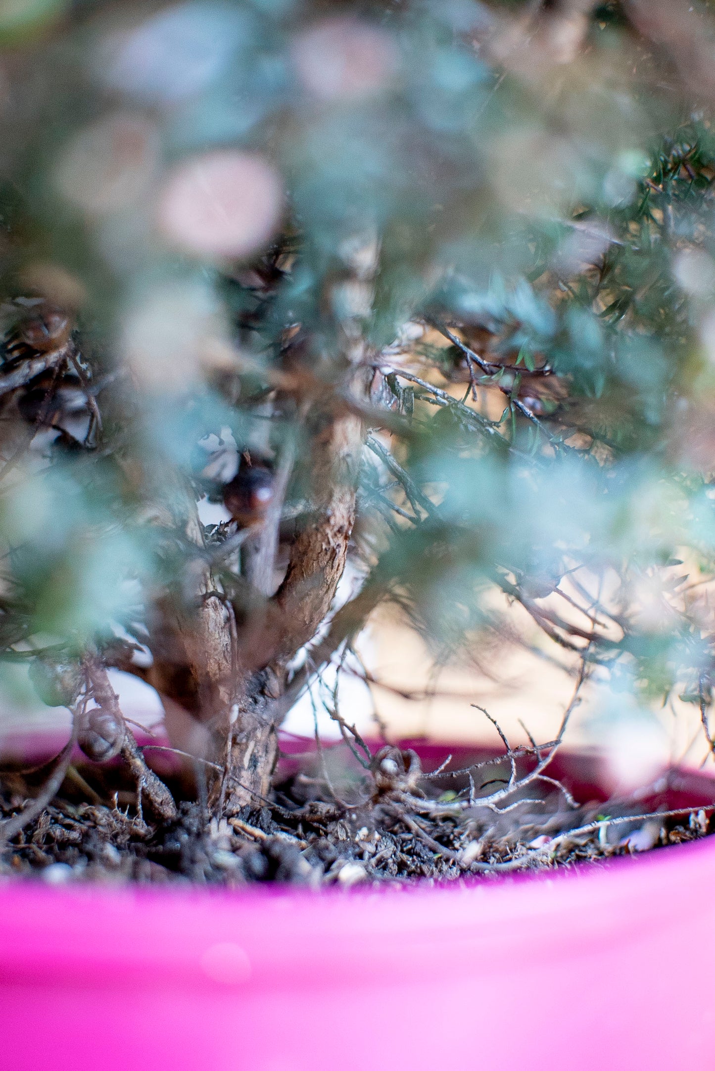 Leptospermum