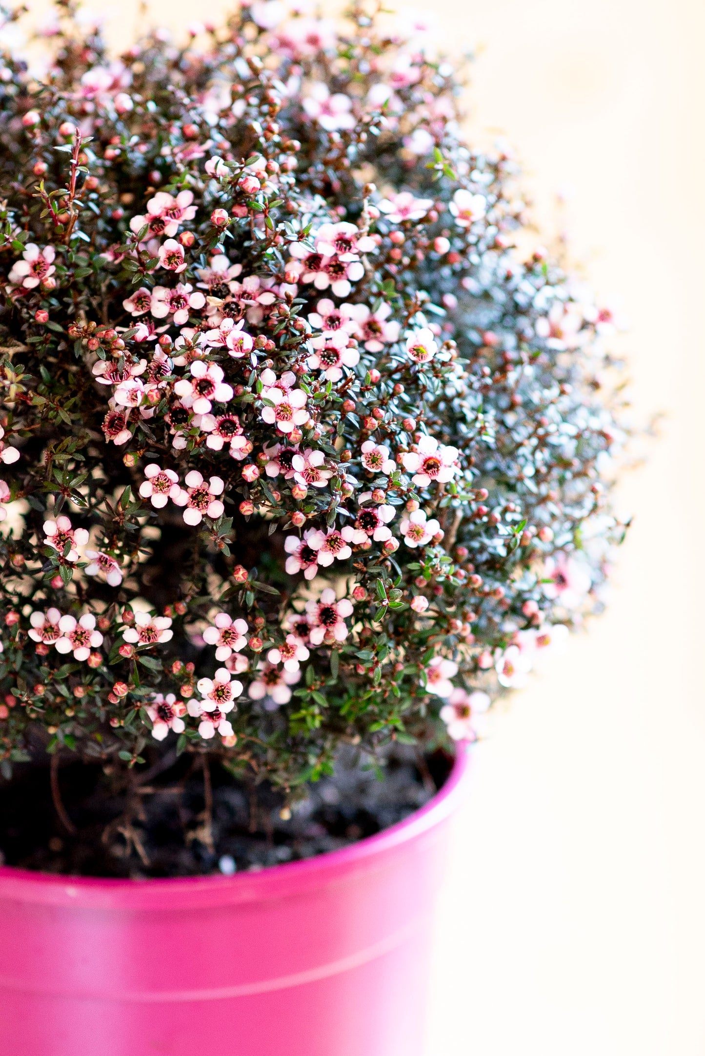 Leptospermum