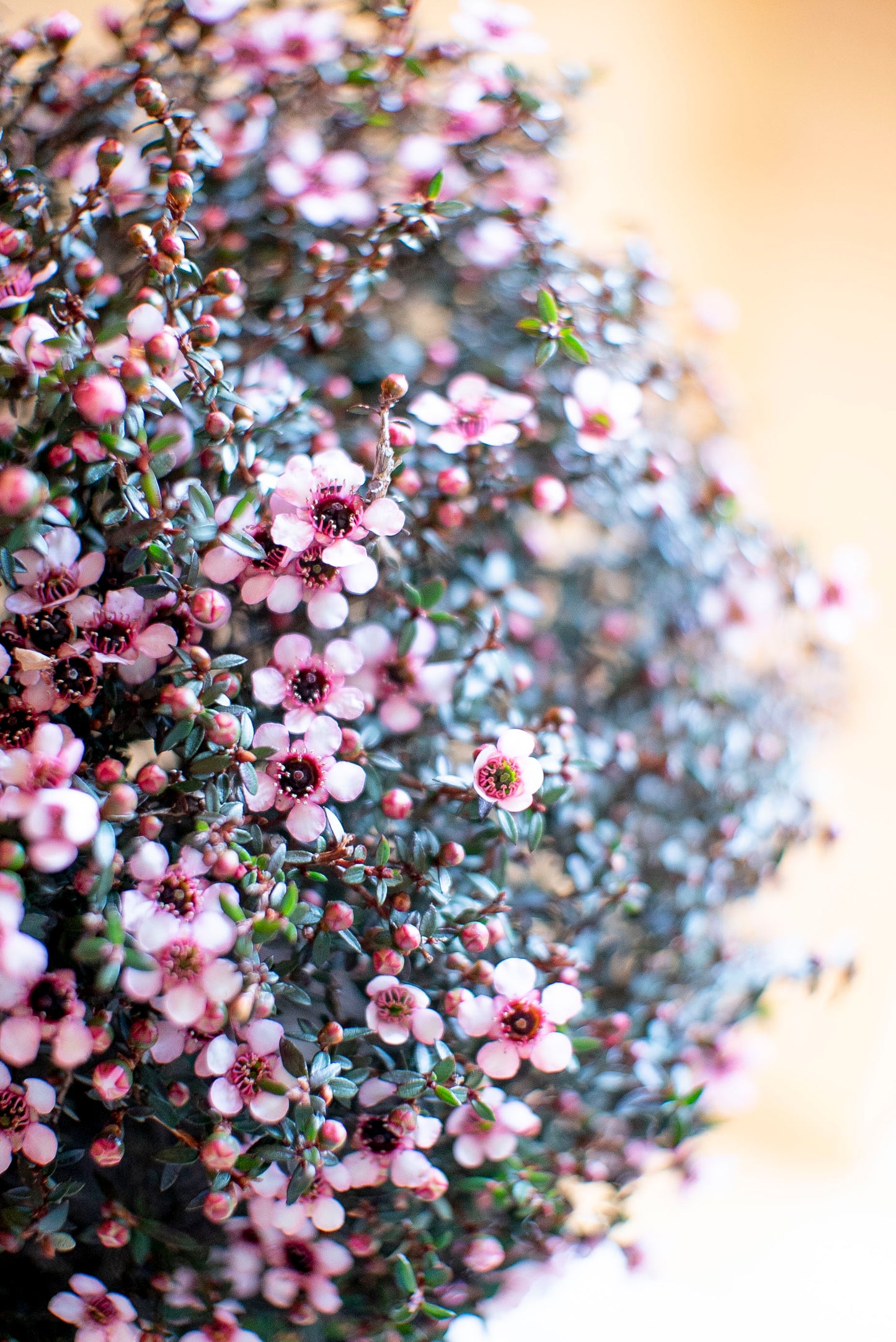 Leptospermum