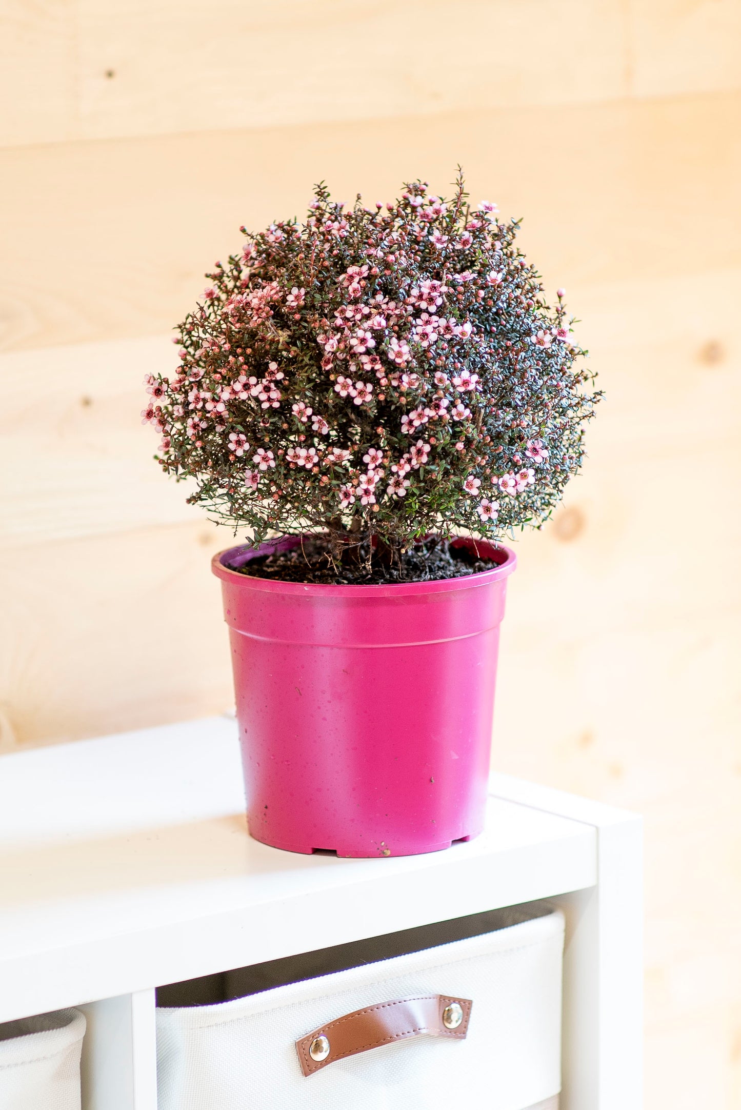 Leptospermum