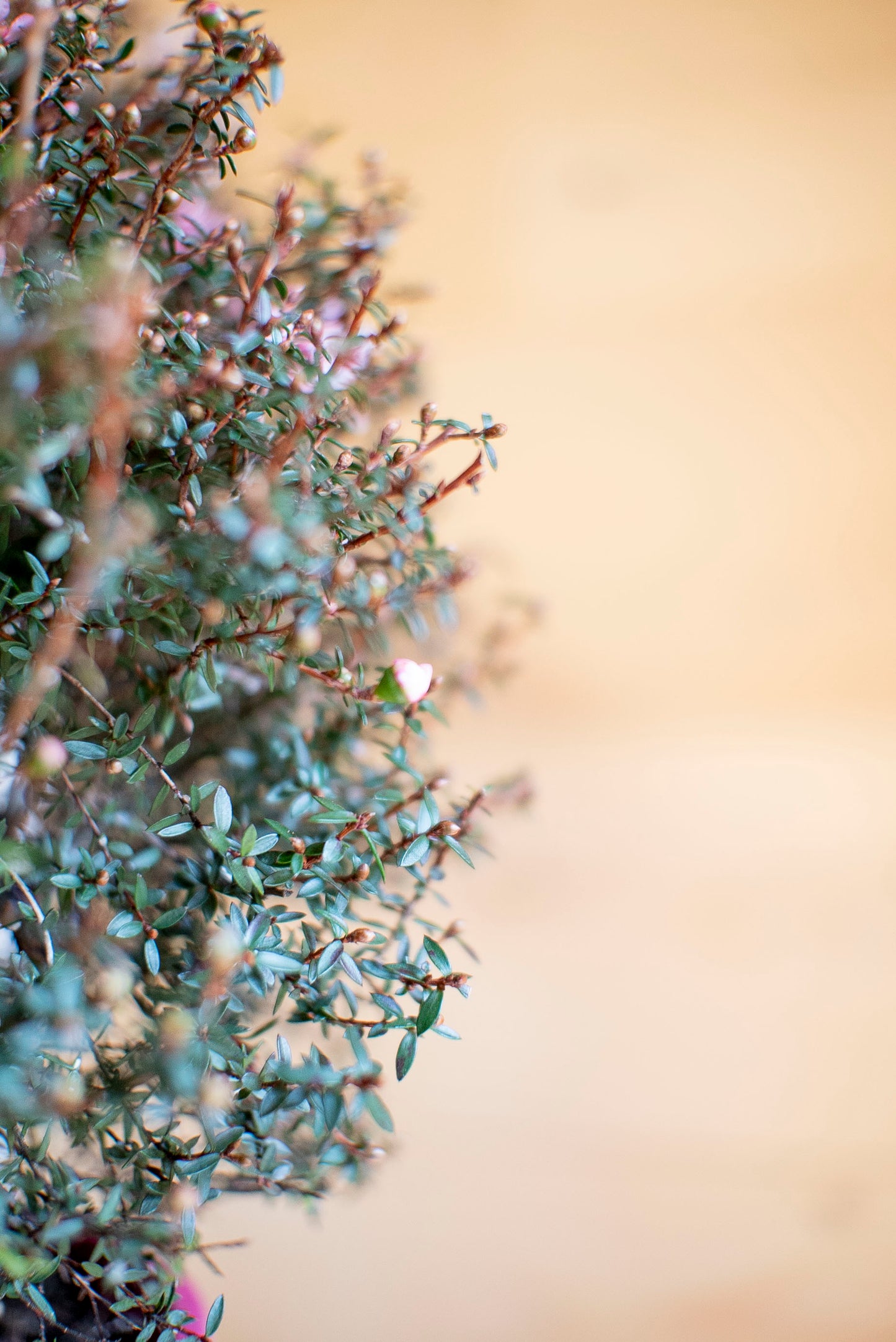 Leptospermum