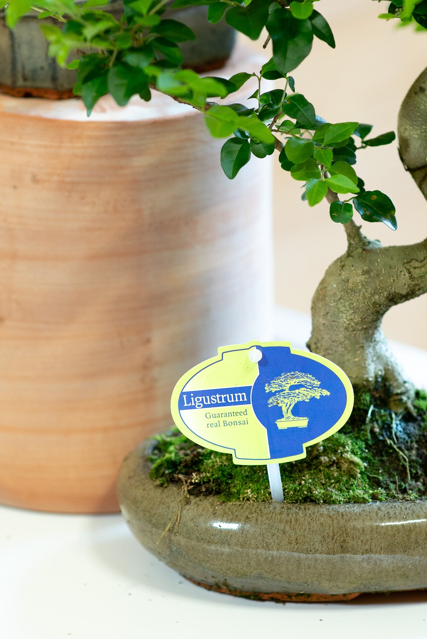 Ligustro Bonsai