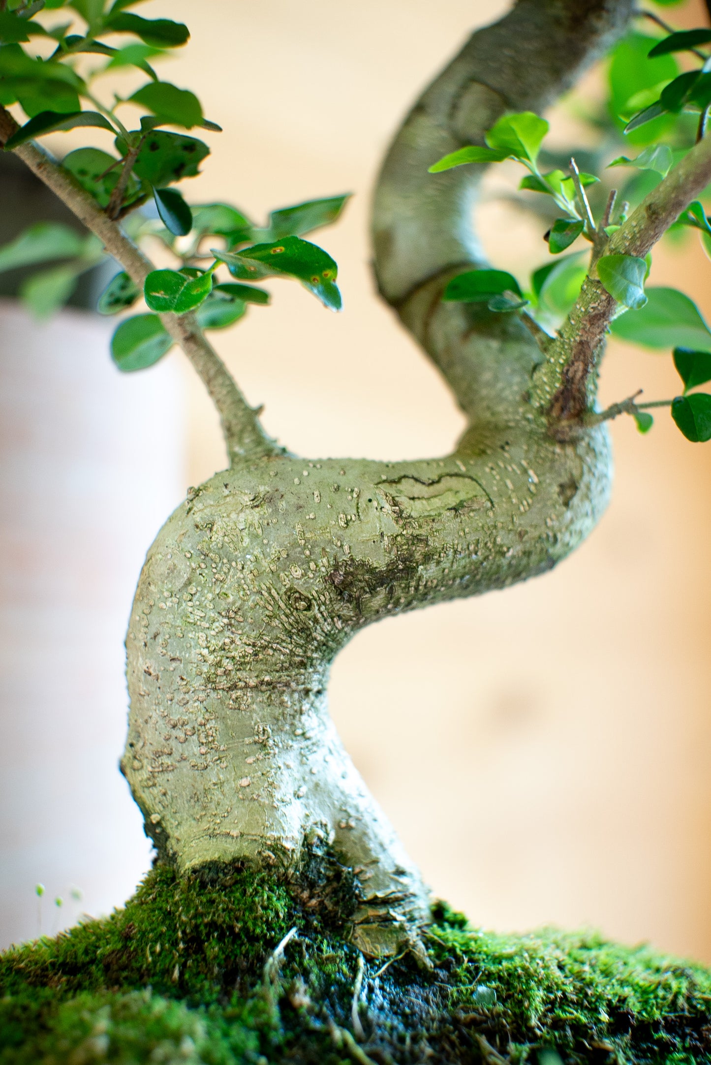 Ligustro Bonsai