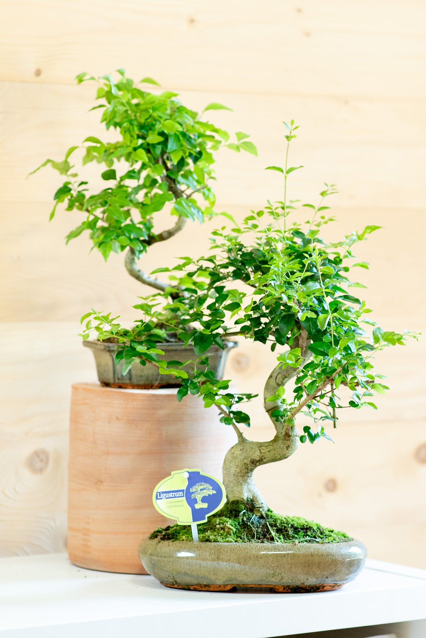 Ligustro Bonsai