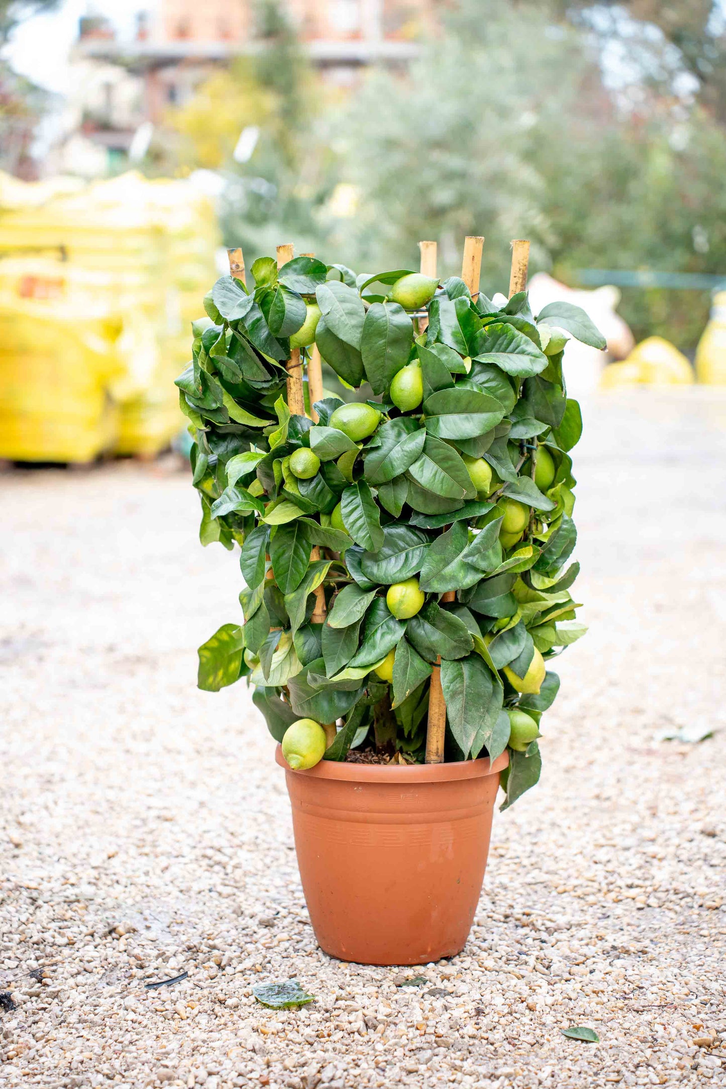 Limone 4 Stagioni Spalliera Rotonda - Agrume Ornamentale