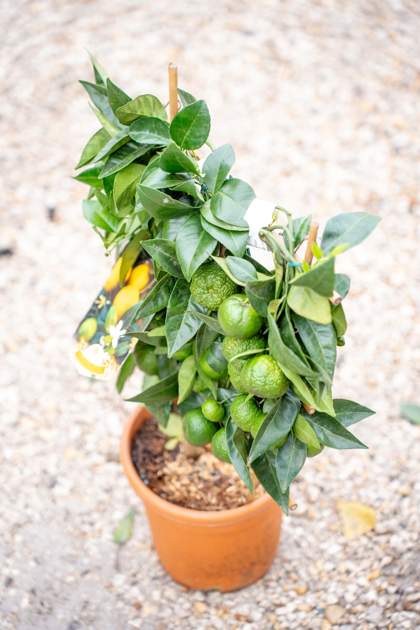 Limone Dolce su Spalliera a Ventaglio - Agrume Ornamentale