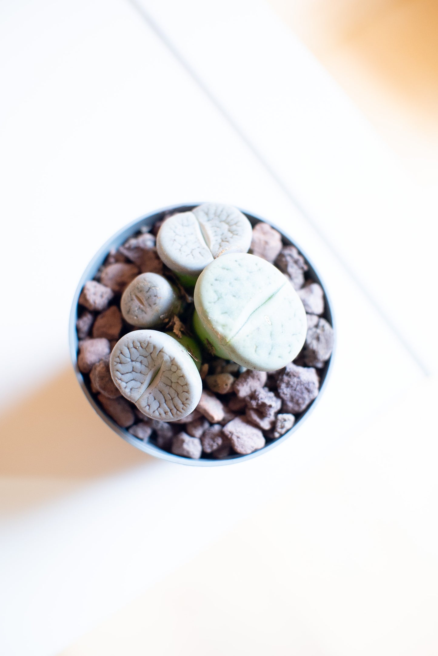Lithops