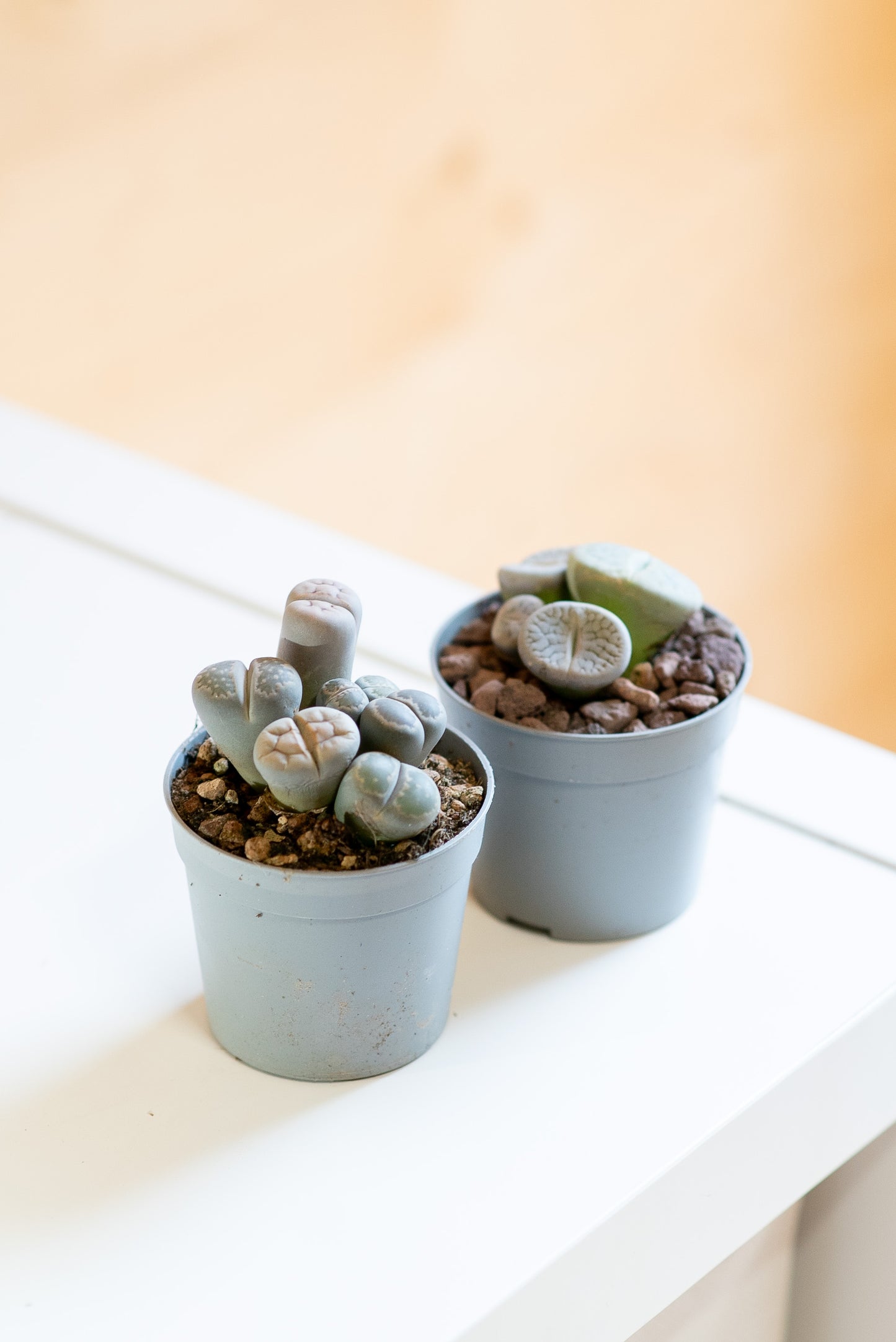 Lithops