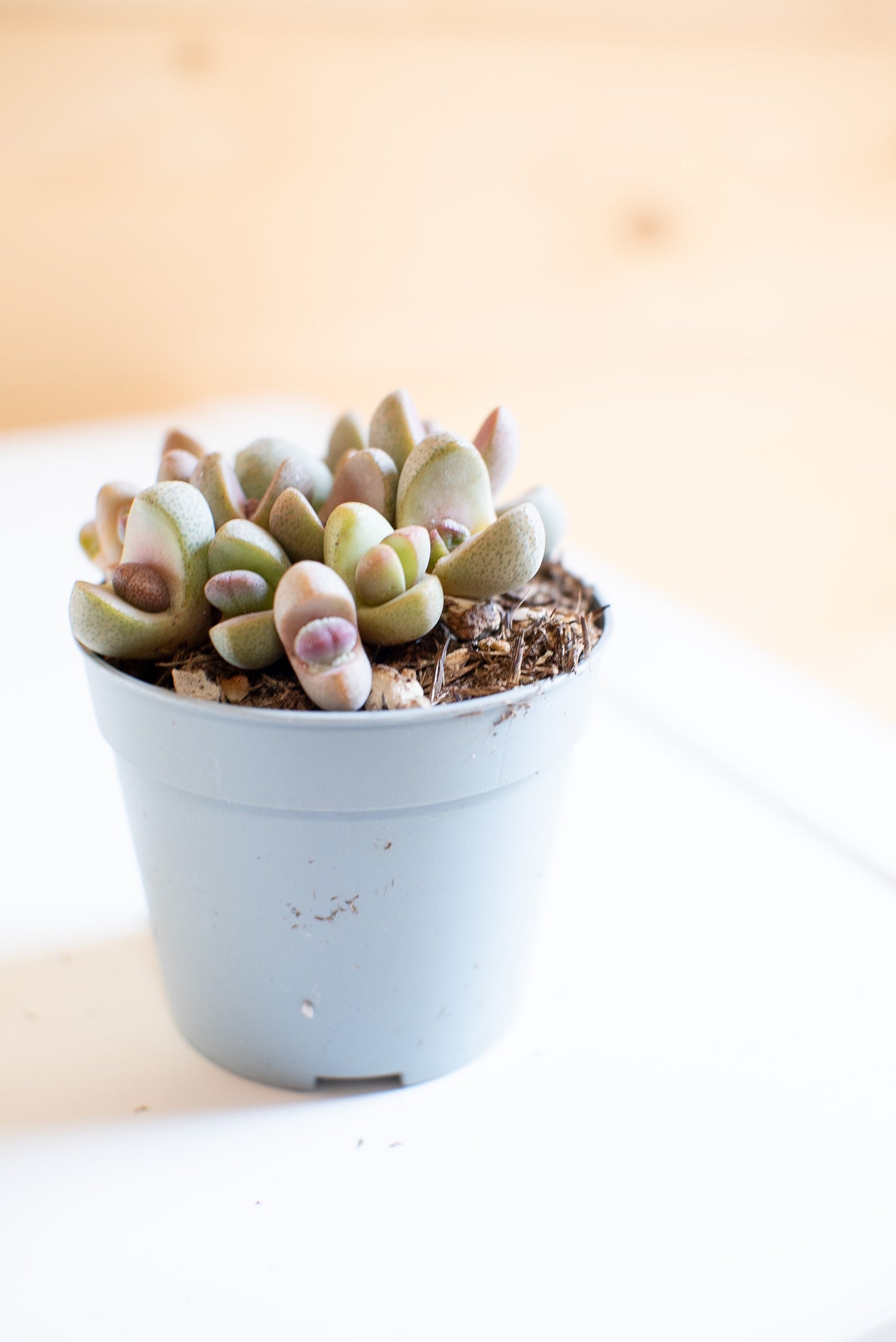 Lithops