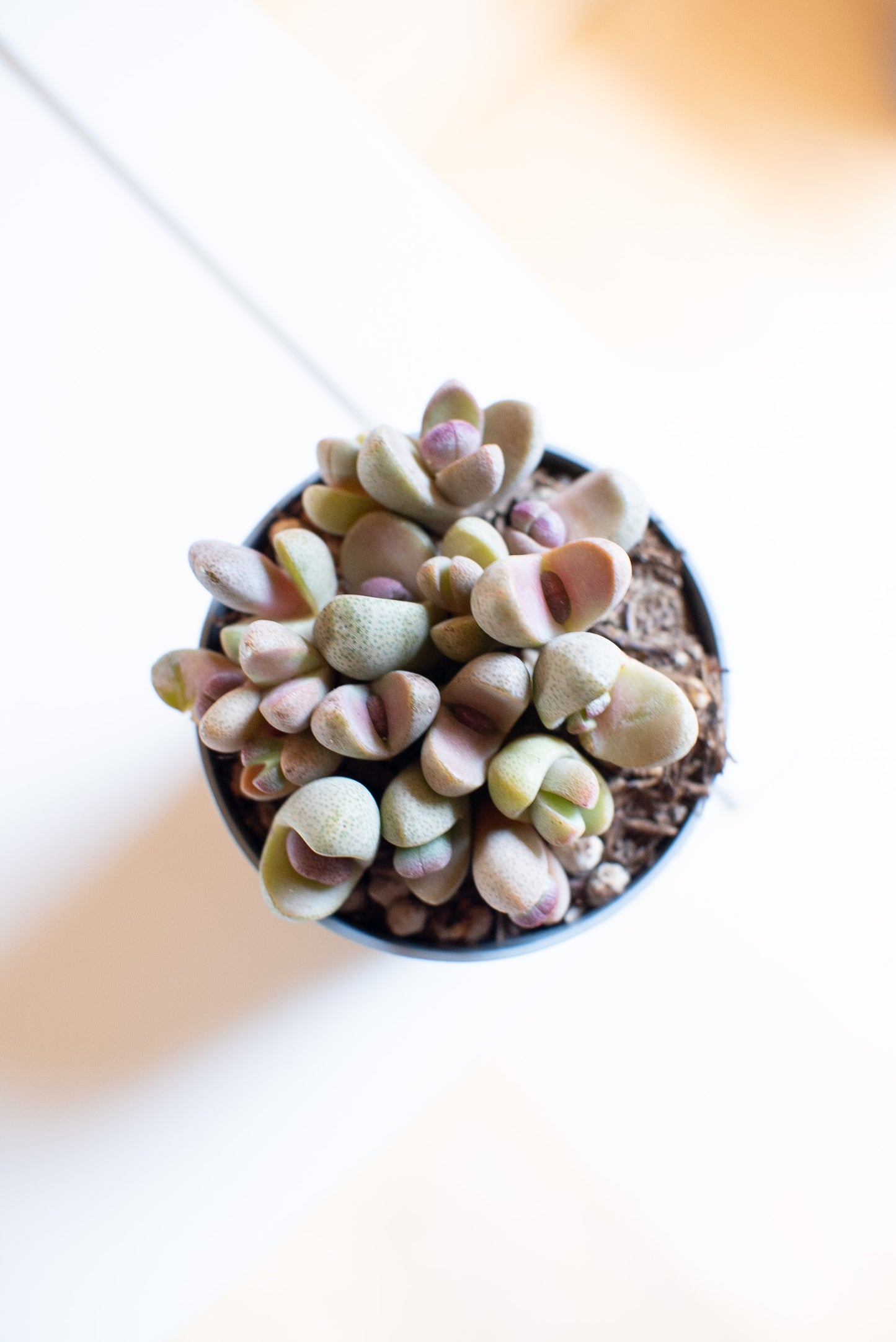 Lithops