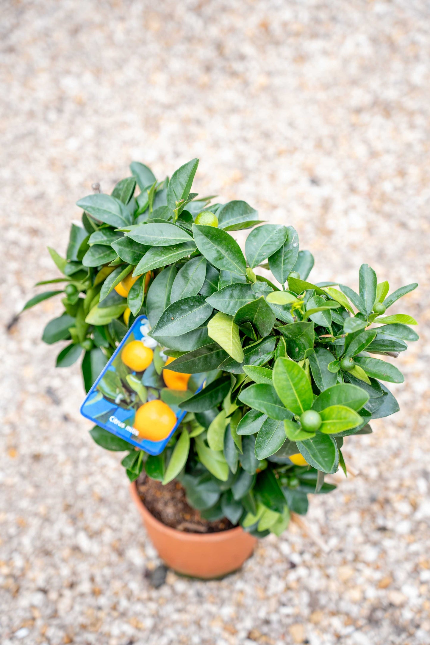 Mandarino (citrus mitis) su Spalliera - Agrume Ornamentale