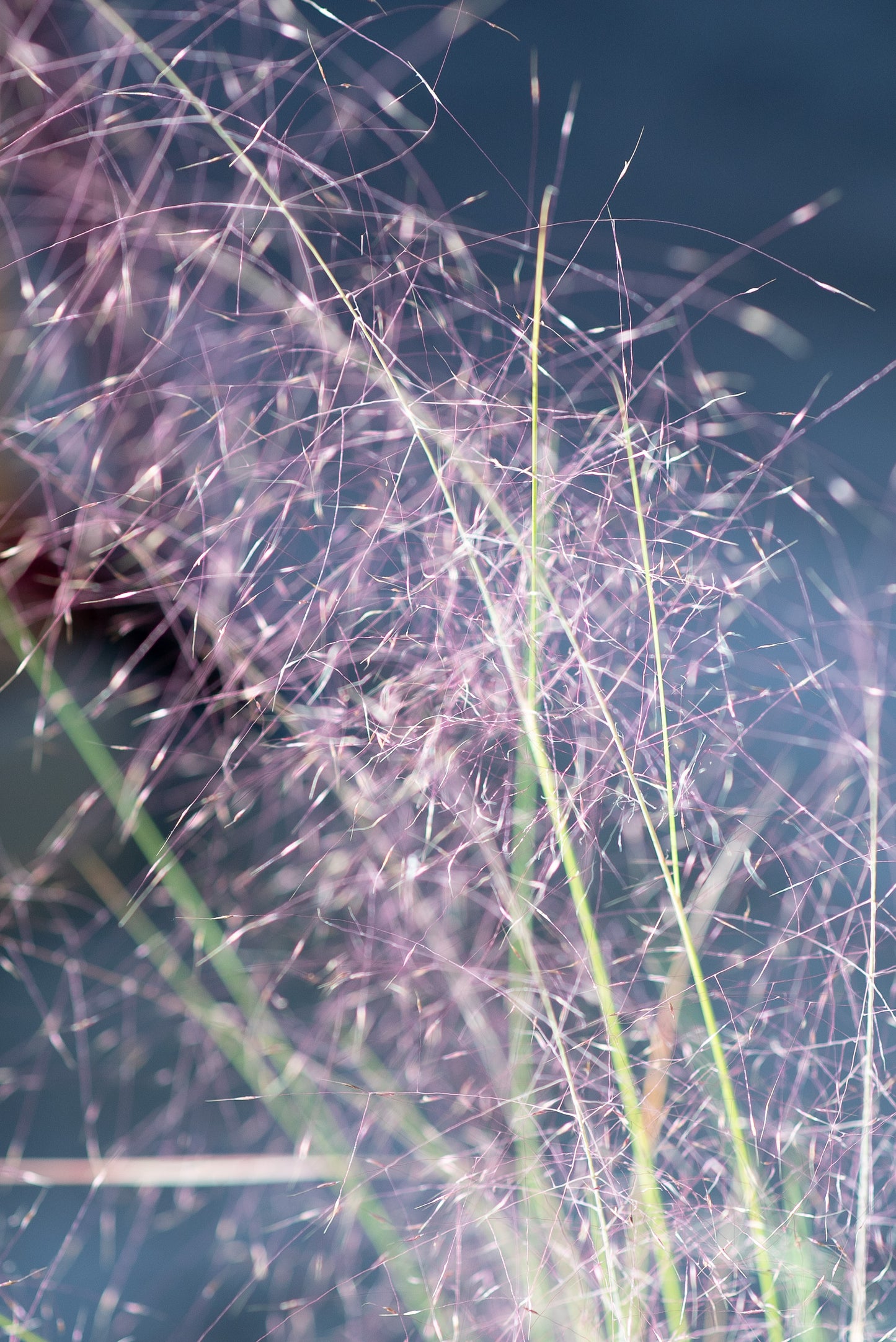 Muhlenbergia