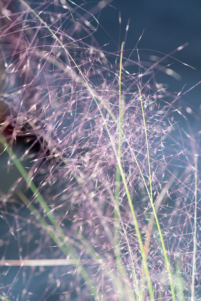 Muhlenbergia