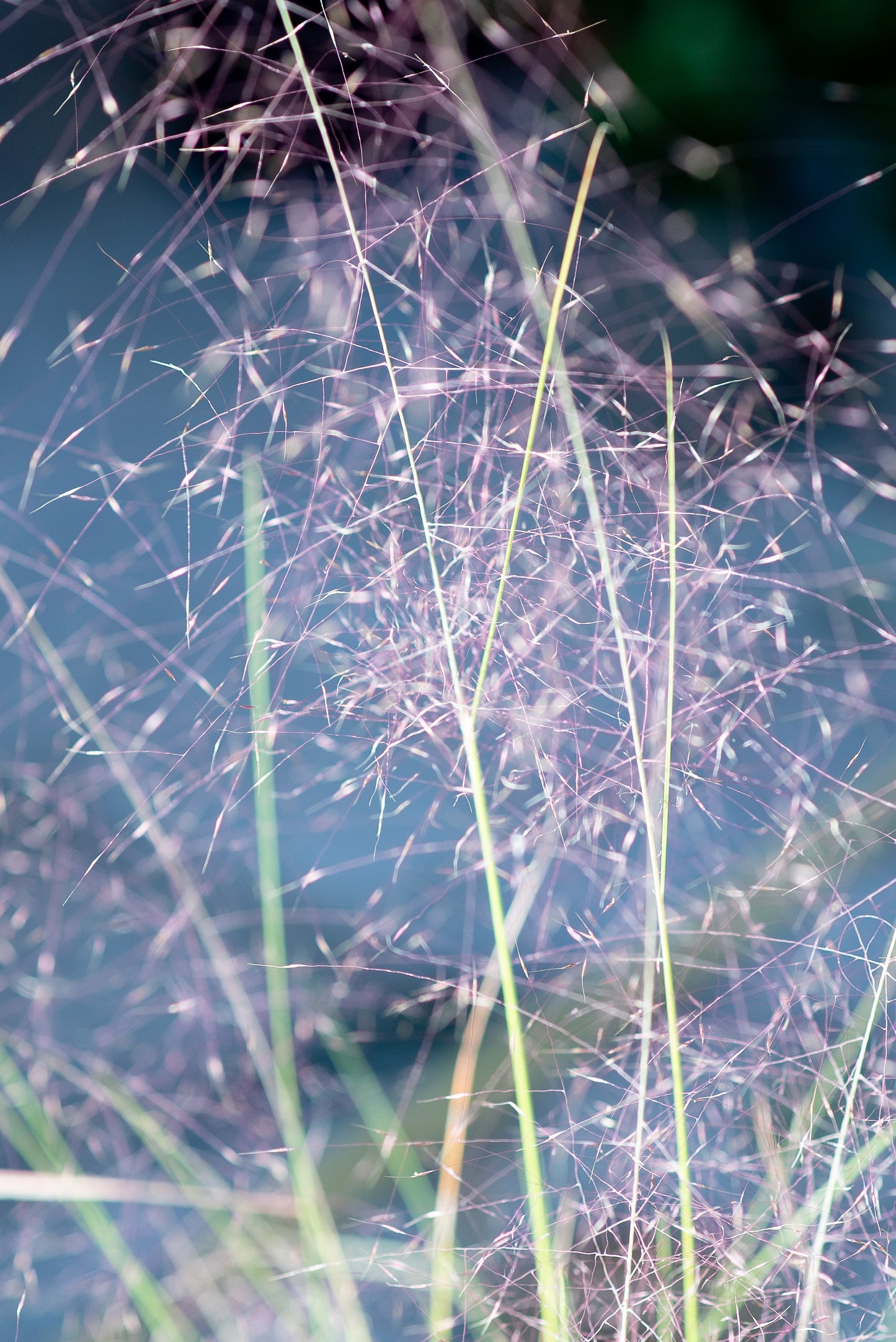 Muhlenbergia