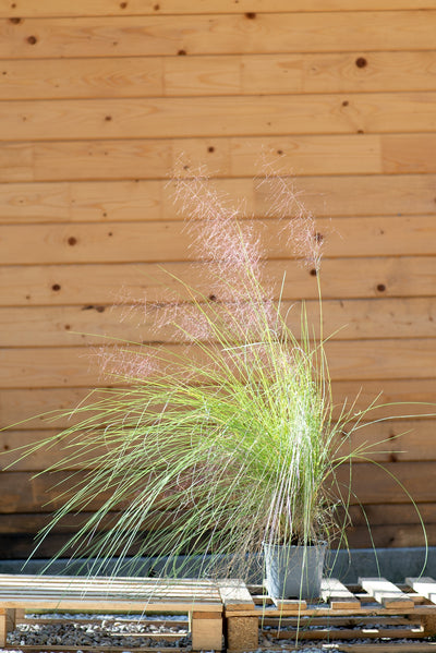 Muhlenbergia